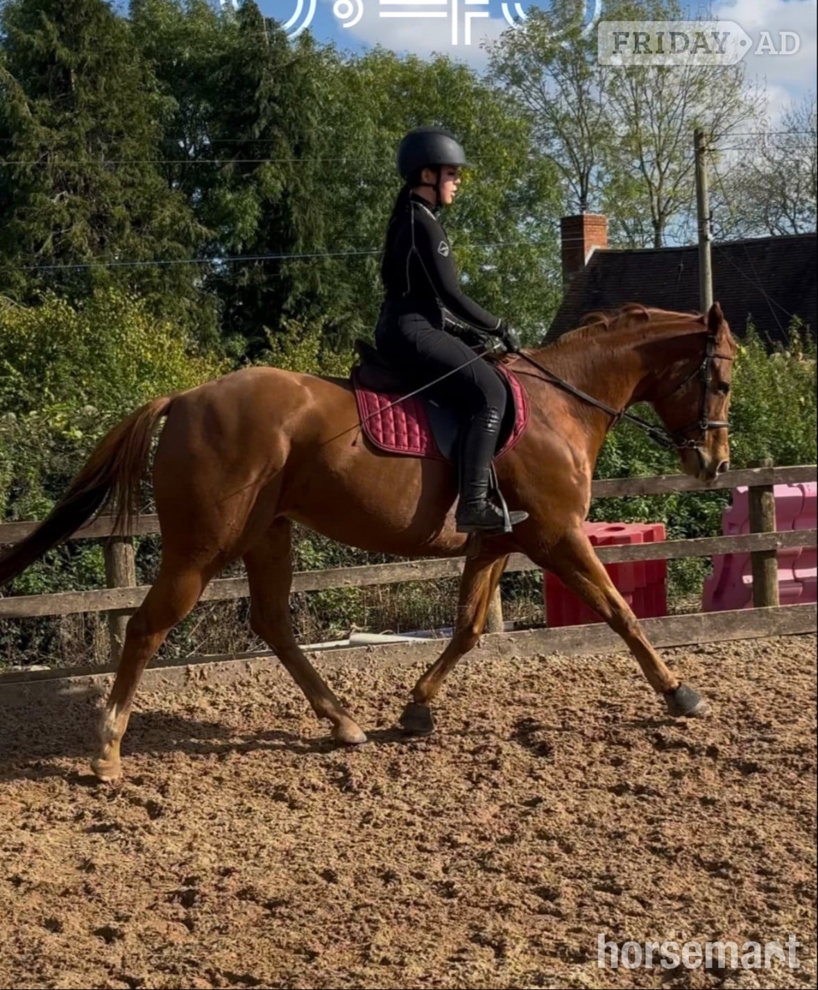 "Priscilla" Chestnut Mare All Rounder in Scunthorpe