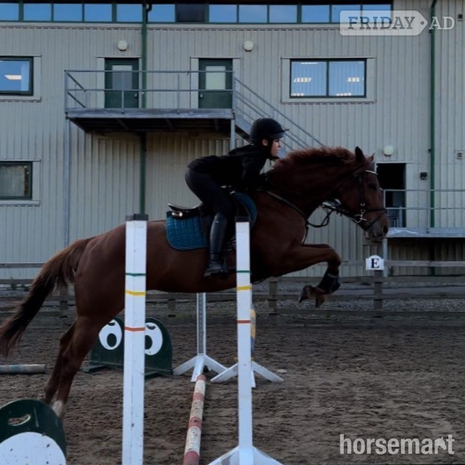 "Priscilla" Chestnut Mare All Rounder