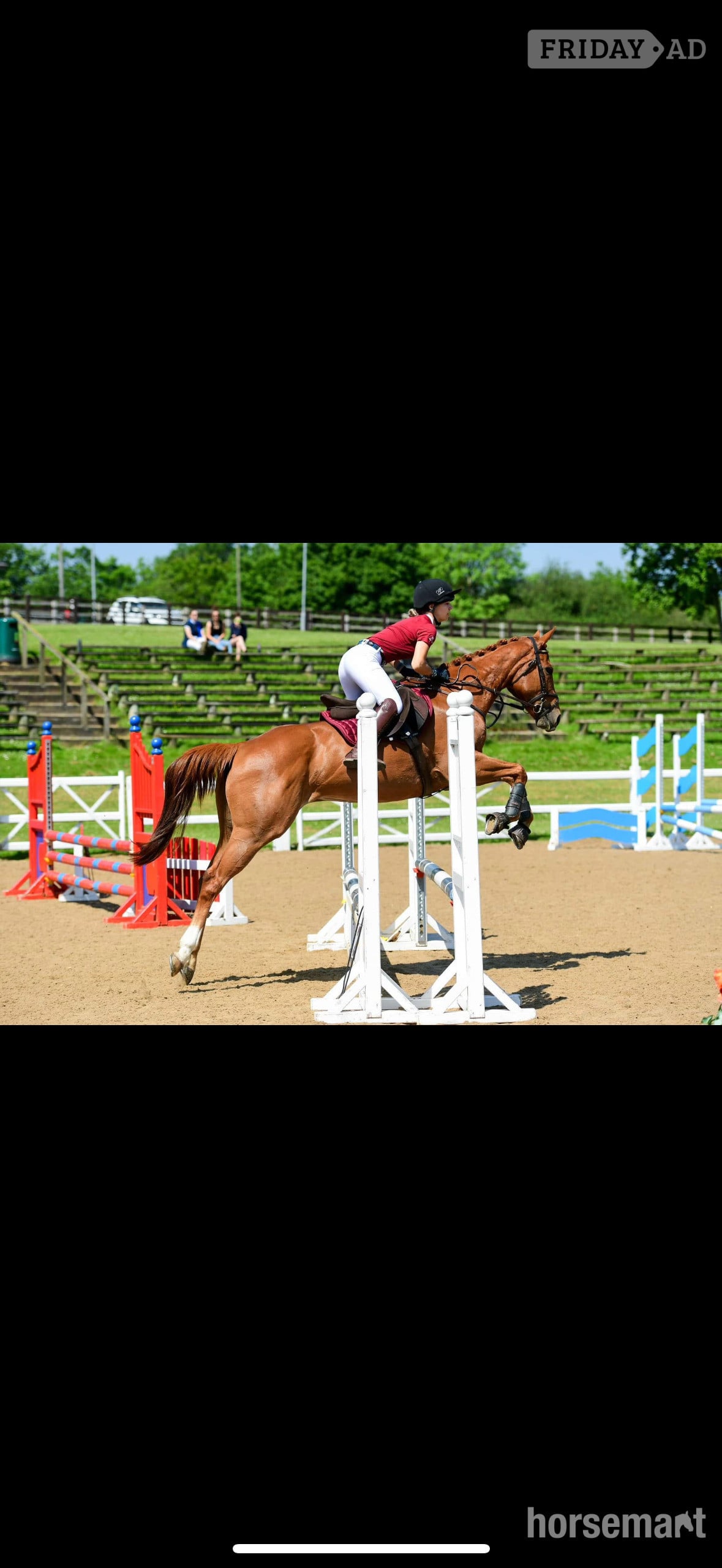 "Priscilla" Chestnut Mare All Rounder - Horses in Scunthorpe