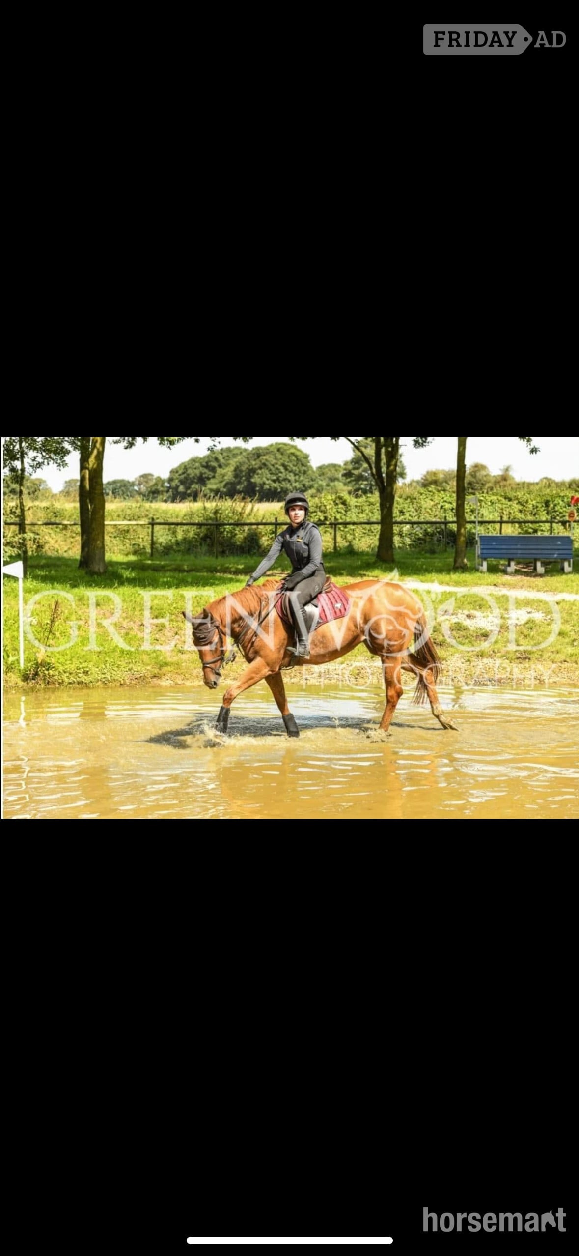 "Priscilla" Chestnut Mare All Rounder - Horses