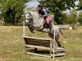 "Knockrour Lady" Grey Mare Pony Club Pony
