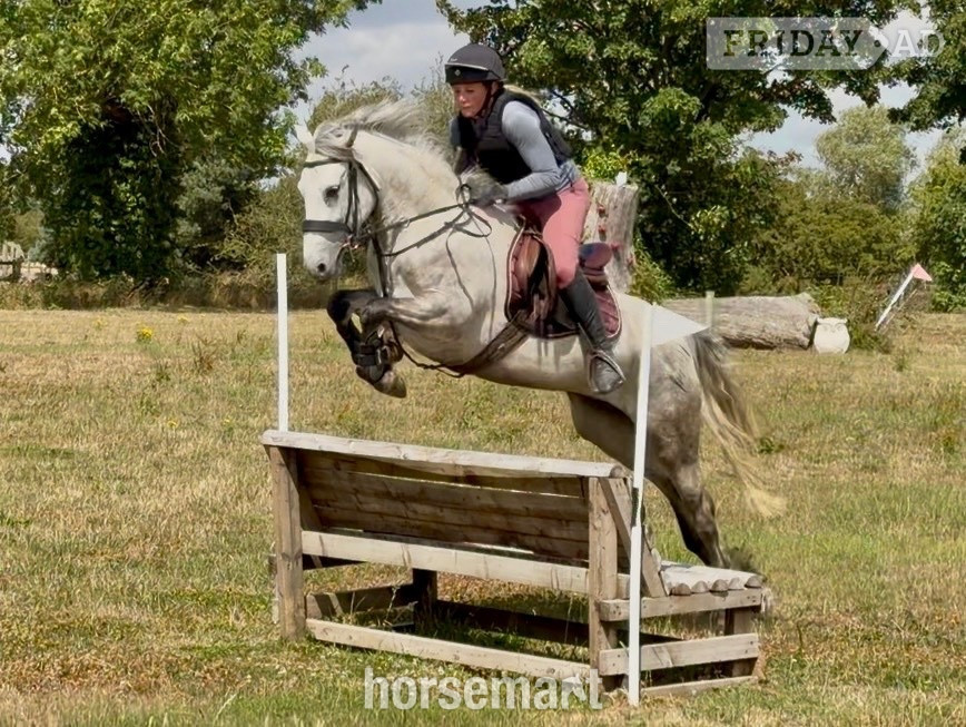 "Knockrour Lady" Grey Mare Pony Club Pony in Goole