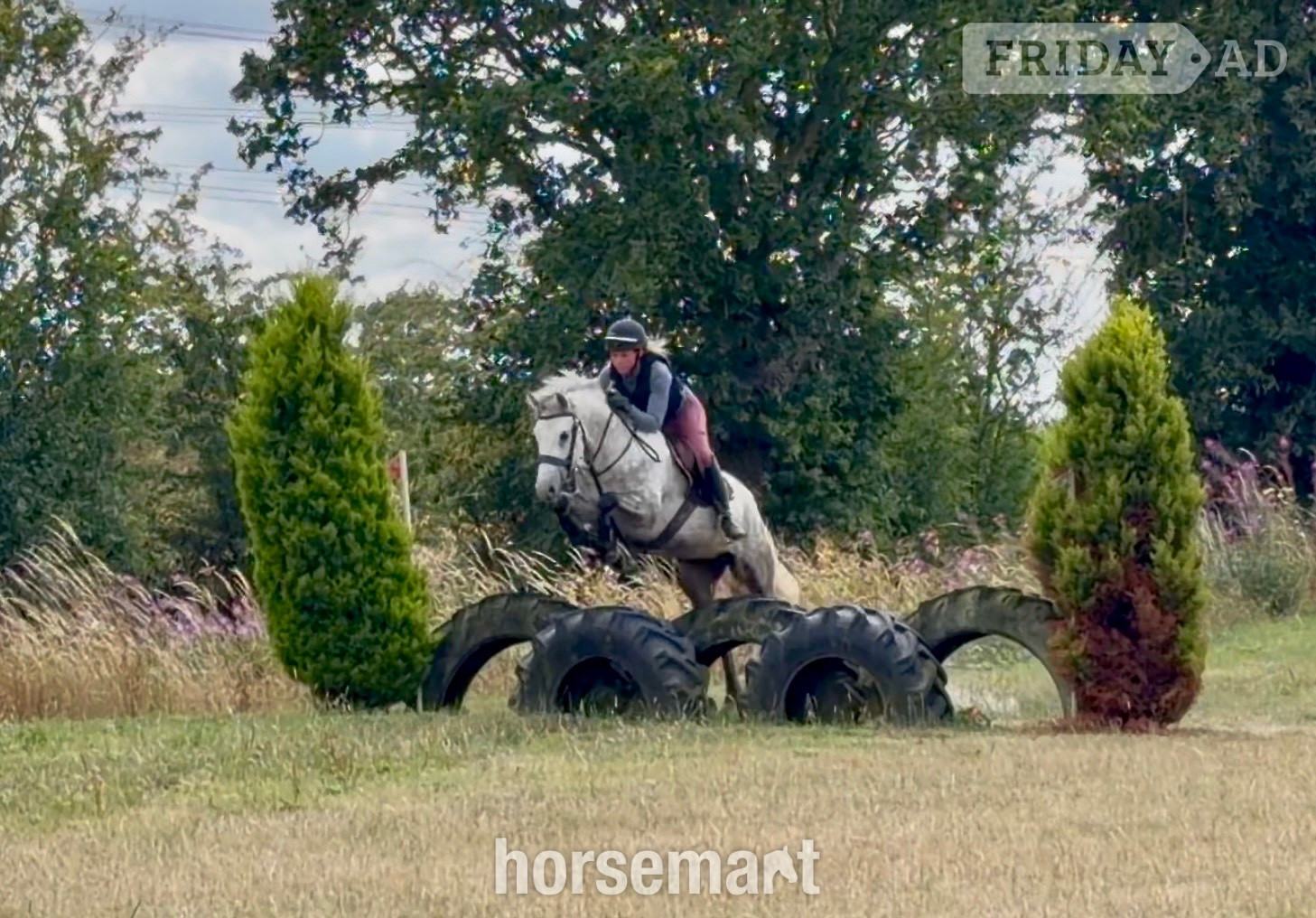 "Knockrour Lady" Grey Mare Pony Club Pony