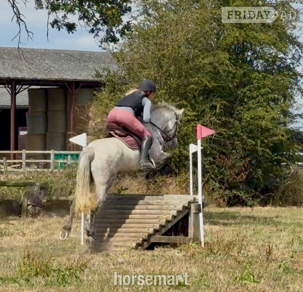 Goole "Knockrour Lady" Grey Mare Pony Club Pony