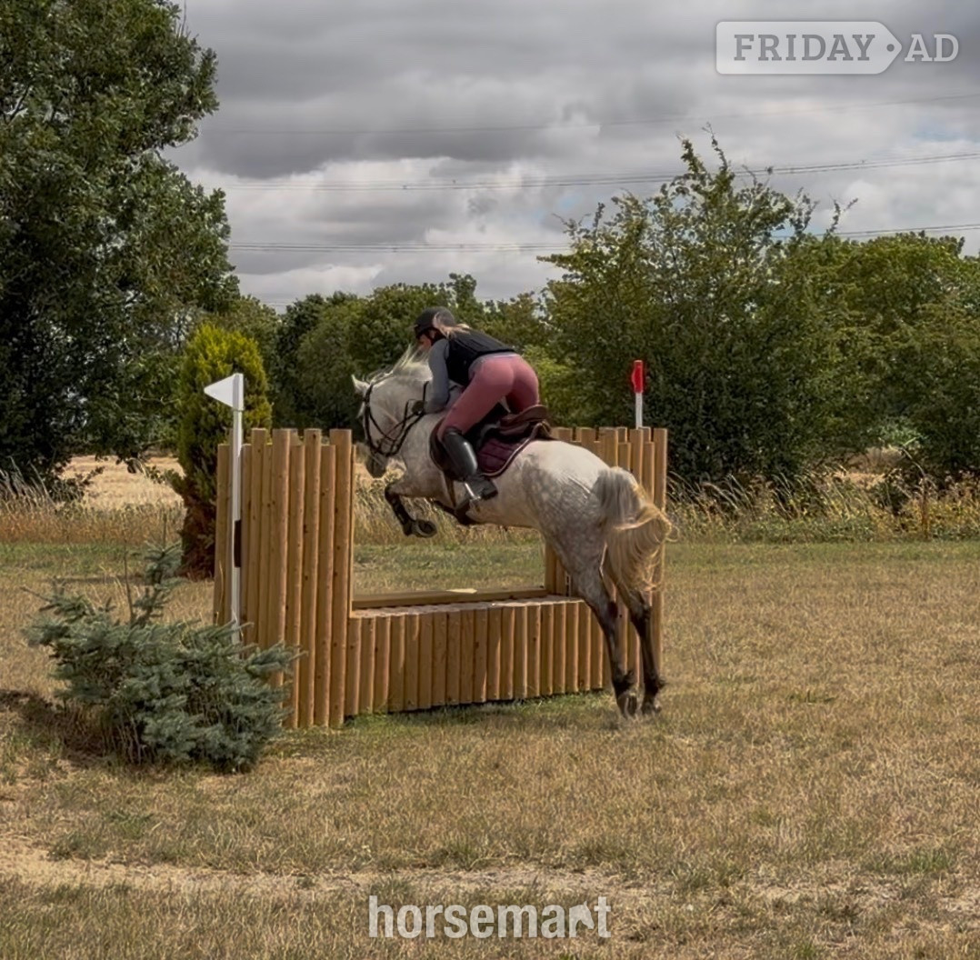 "Knockrour Lady" Grey Mare Pony Club Pony - Horses in Goole