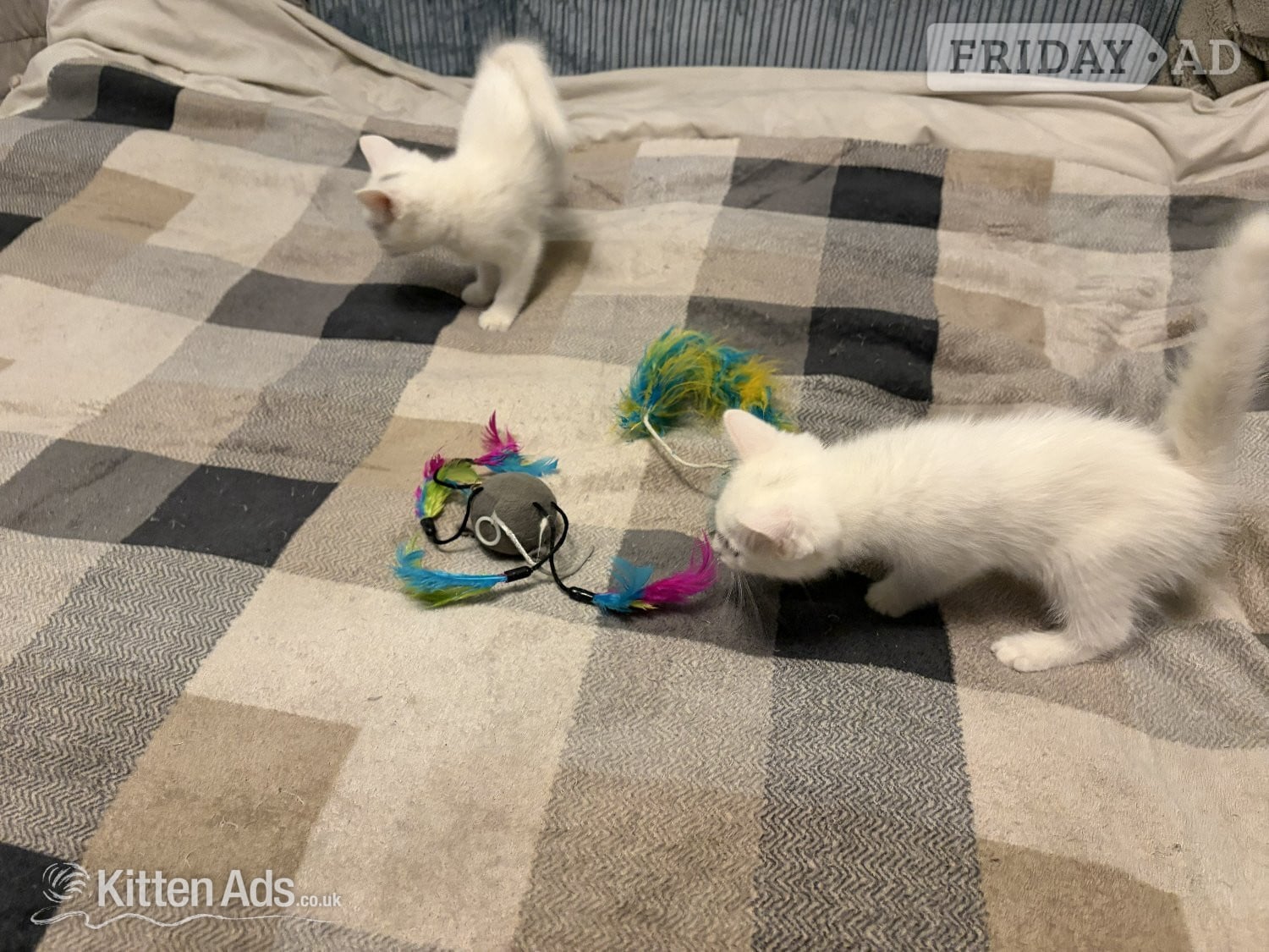 Adorable White Ragdoll Cross Kittens For Sale in Gloucester