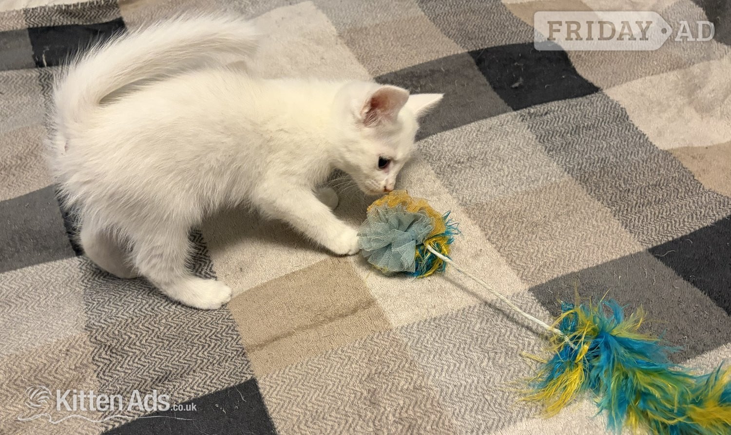 Adorable White Ragdoll Cross Kittens For Sale