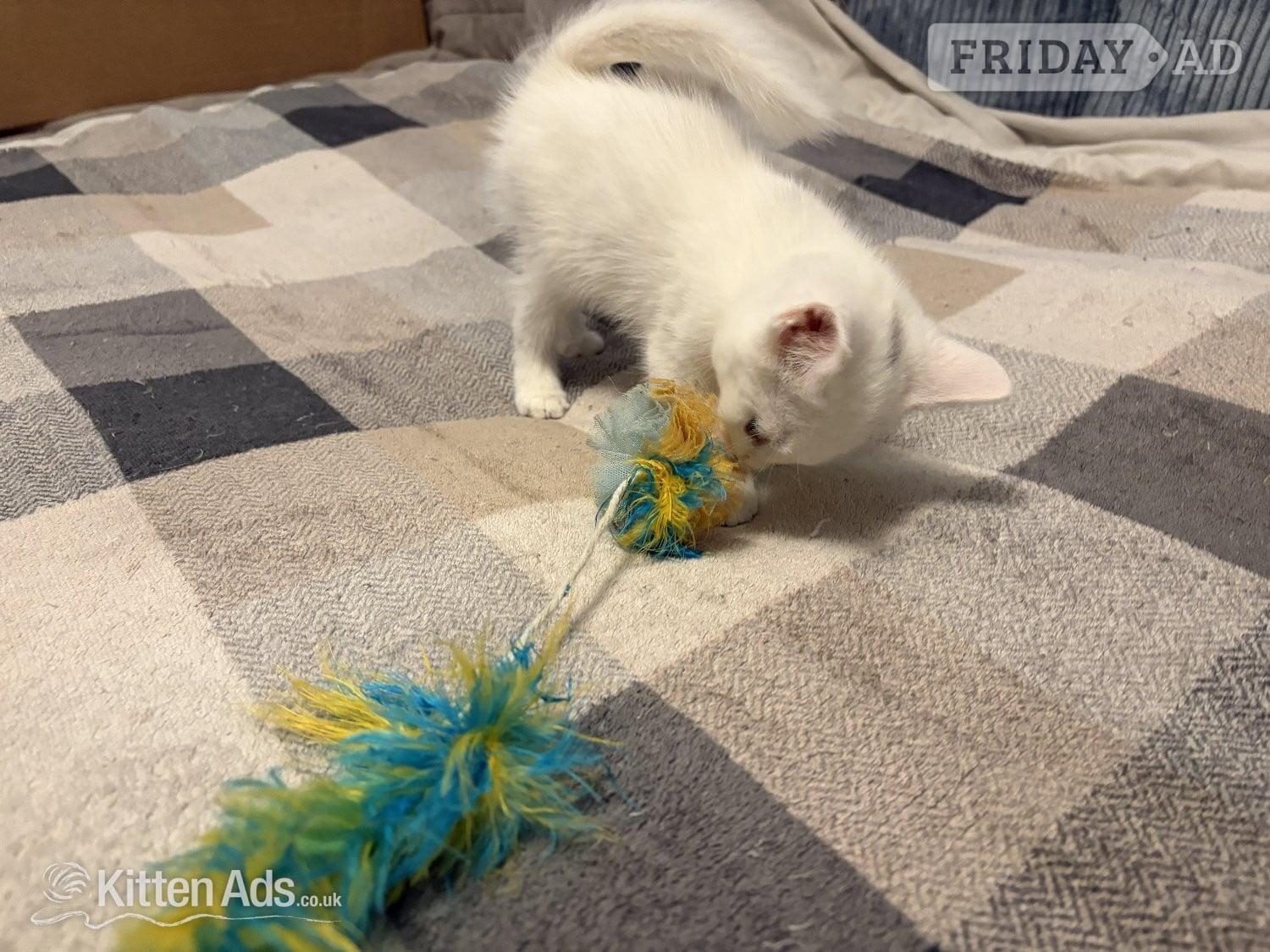 Gloucester Adorable White Ragdoll Cross Kittens For Sale