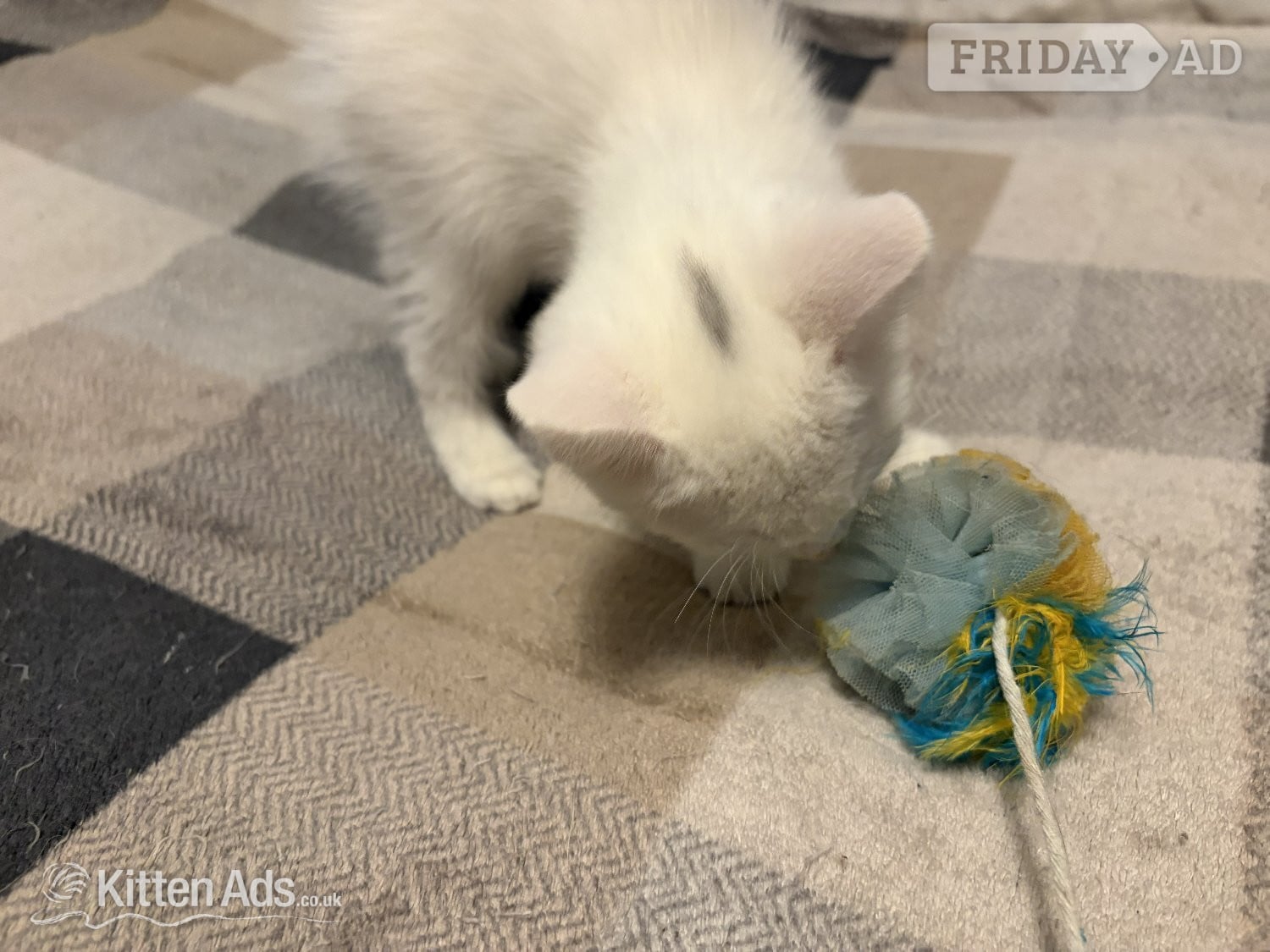 Adorable White Ragdoll Cross Kittens For Sale - Cats & Kittens in Gloucester