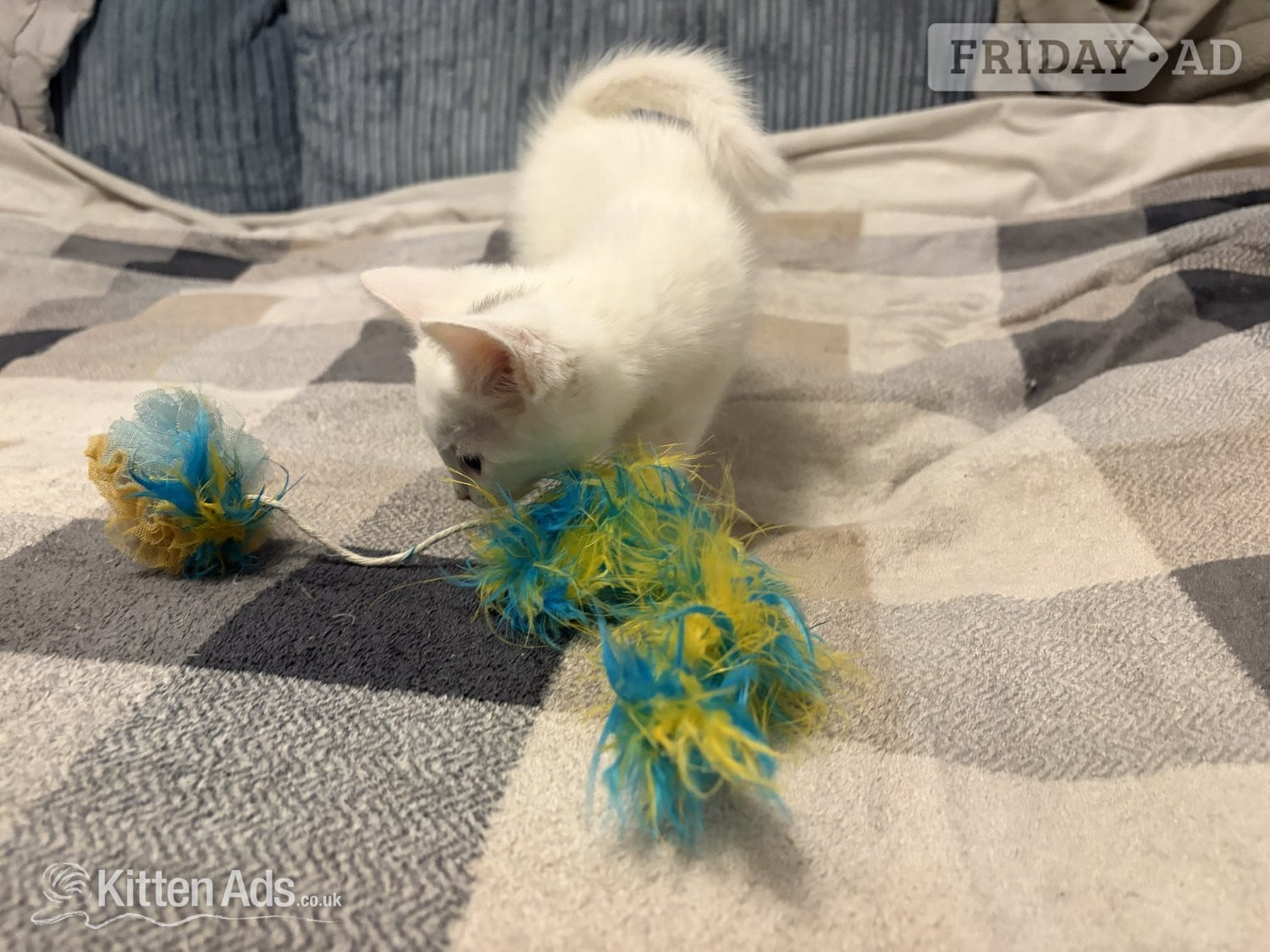 Adorable White Ragdoll Cross Kittens For Sale - Cats & Kittens