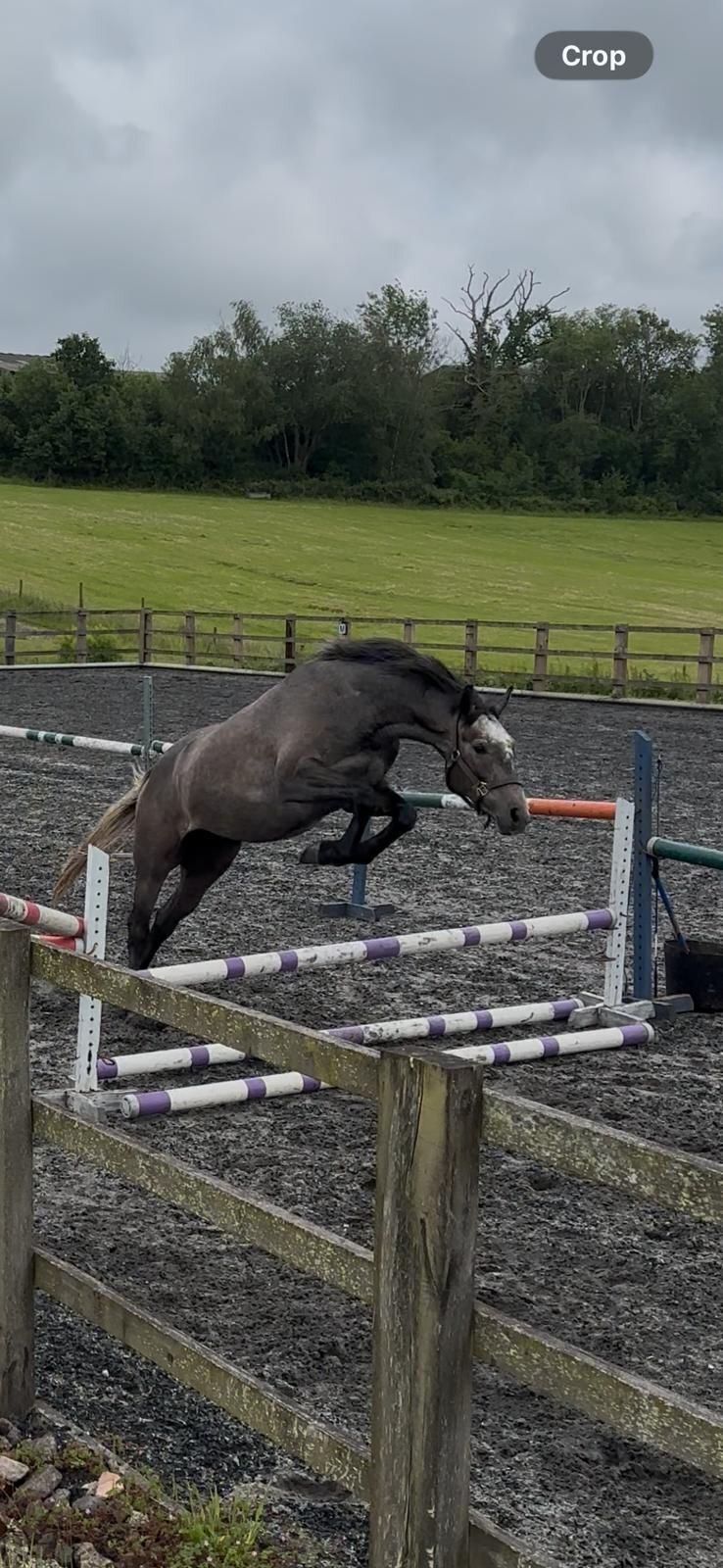"Sir Colmars Cloud " Iron Grey Gelding Show Jumper