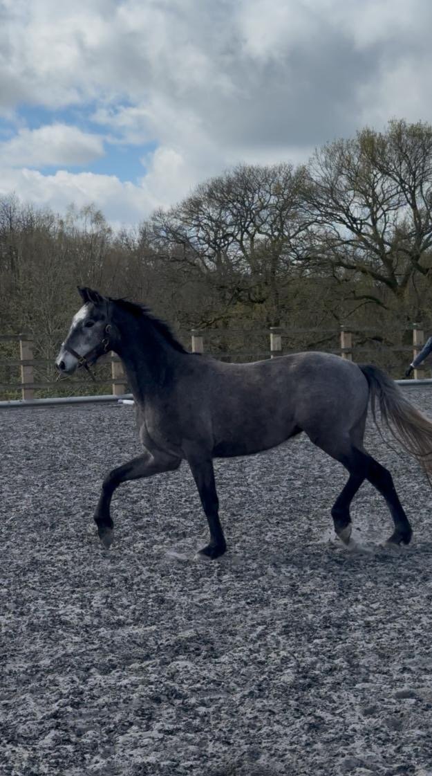 Horsham "Sir Colmars Cloud " Iron Grey Gelding Show Jumper