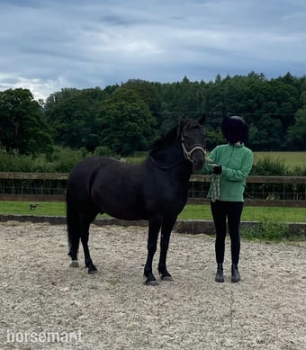 "Bramble (Carey’s Wizard)" Dark Bay Gelding Family Horse