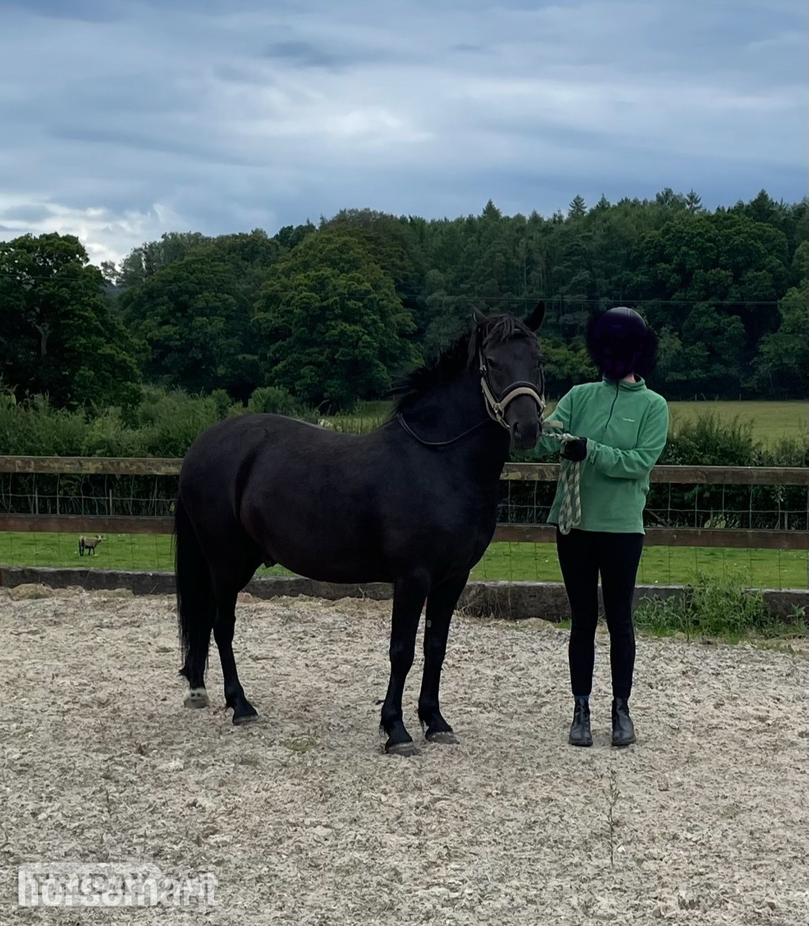 "Bramble (Carey’s Wizard)" Dark Bay Gelding Family Horse in Bramshaw
