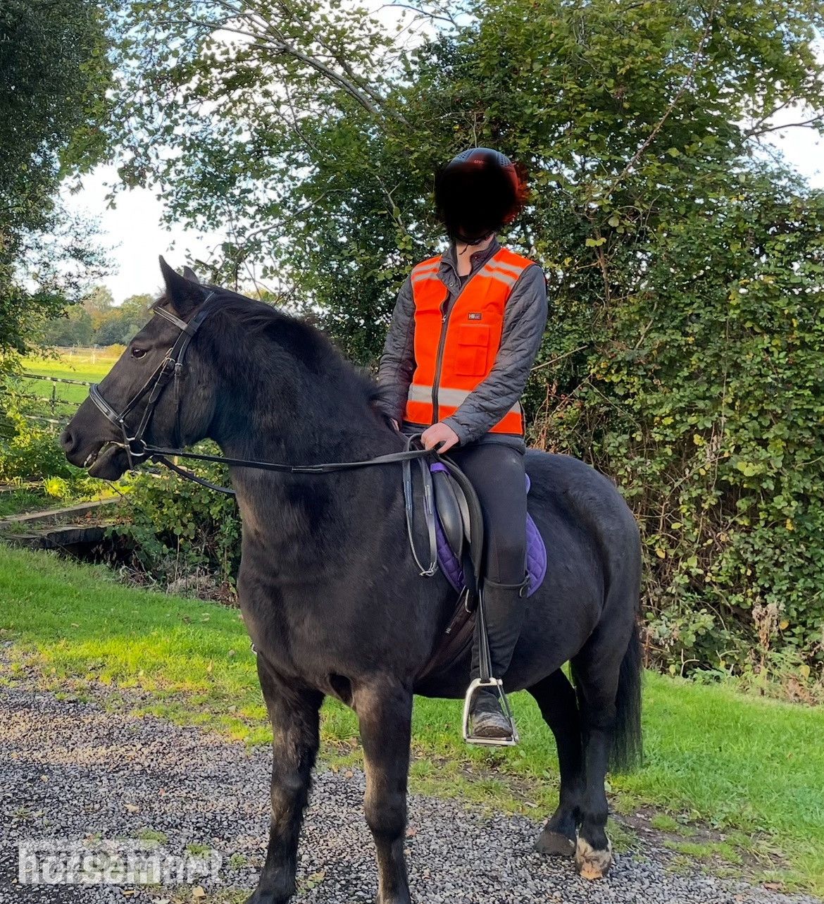 "Bramble (Carey’s Wizard)" Dark Bay Gelding Family Horse
