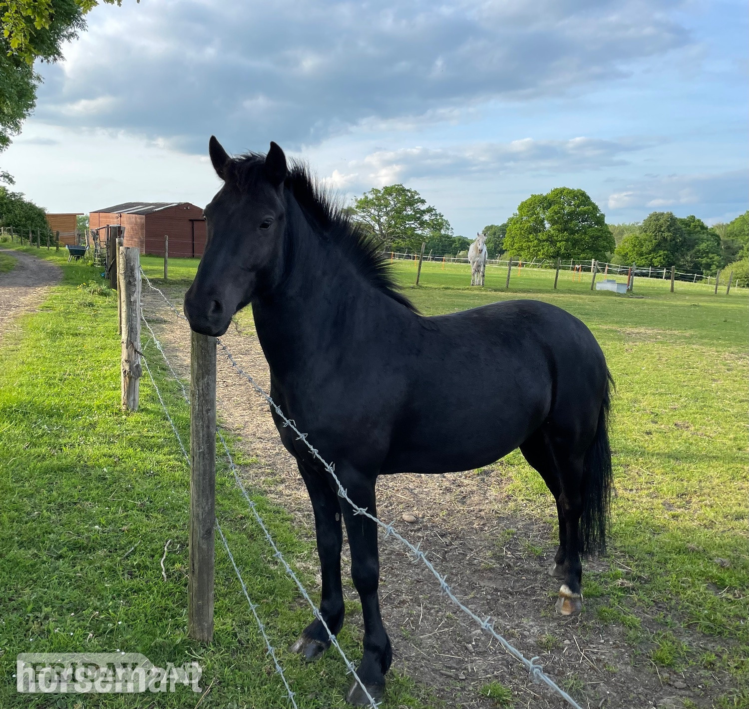 Bramshaw "Bramble (Carey’s Wizard)" Dark Bay Gelding Family Horse