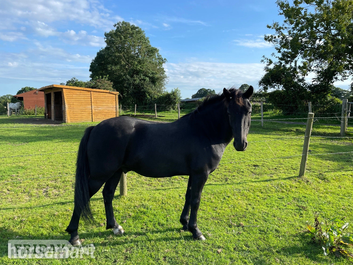 "Bramble (Carey’s Wizard)" Dark Bay Gelding Family Horse - Horses in Bramshaw