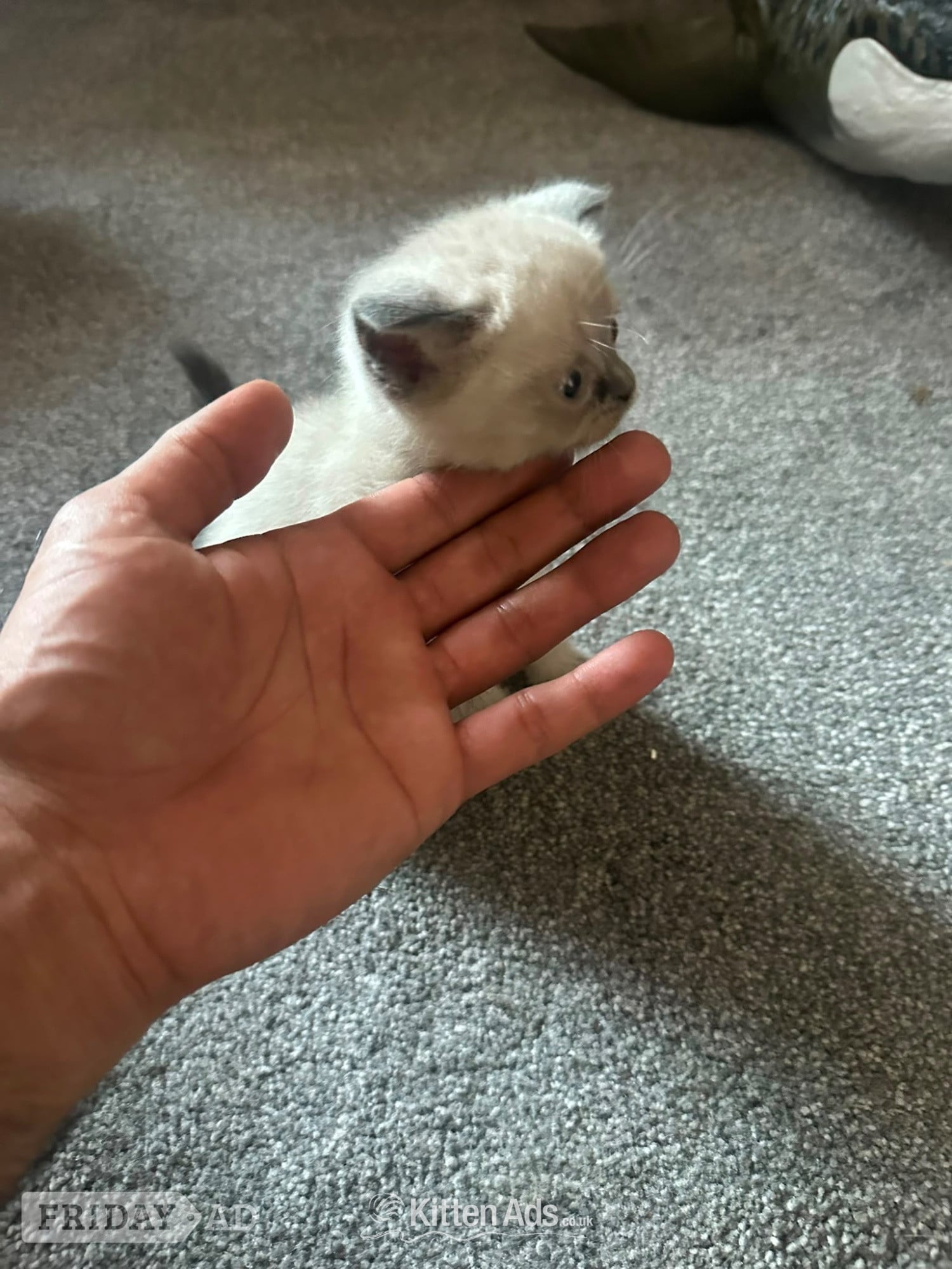 British short hair cross Scottish fold Kittens for sale  in Luton