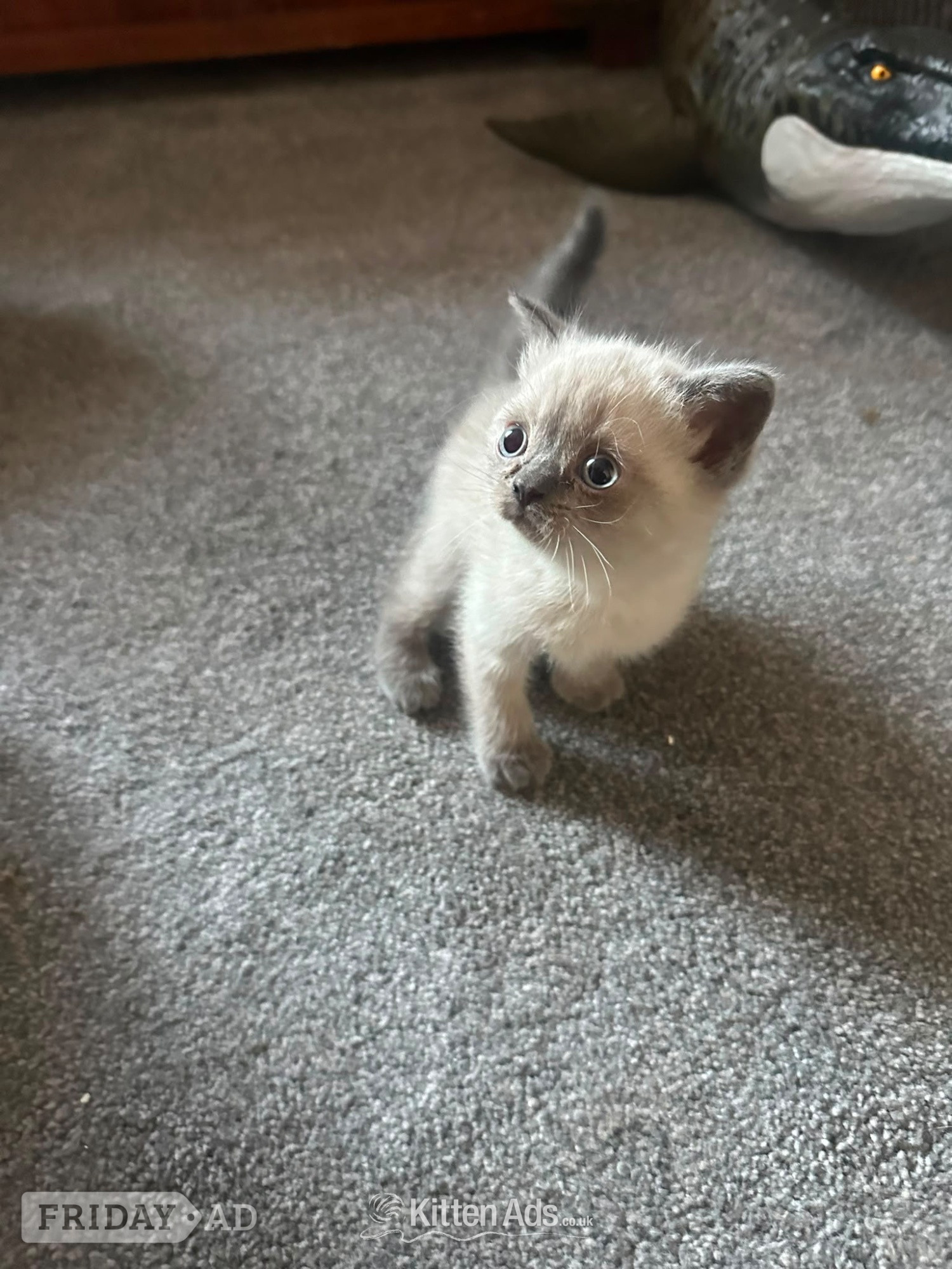 British short hair cross Scottish fold Kittens for sale 