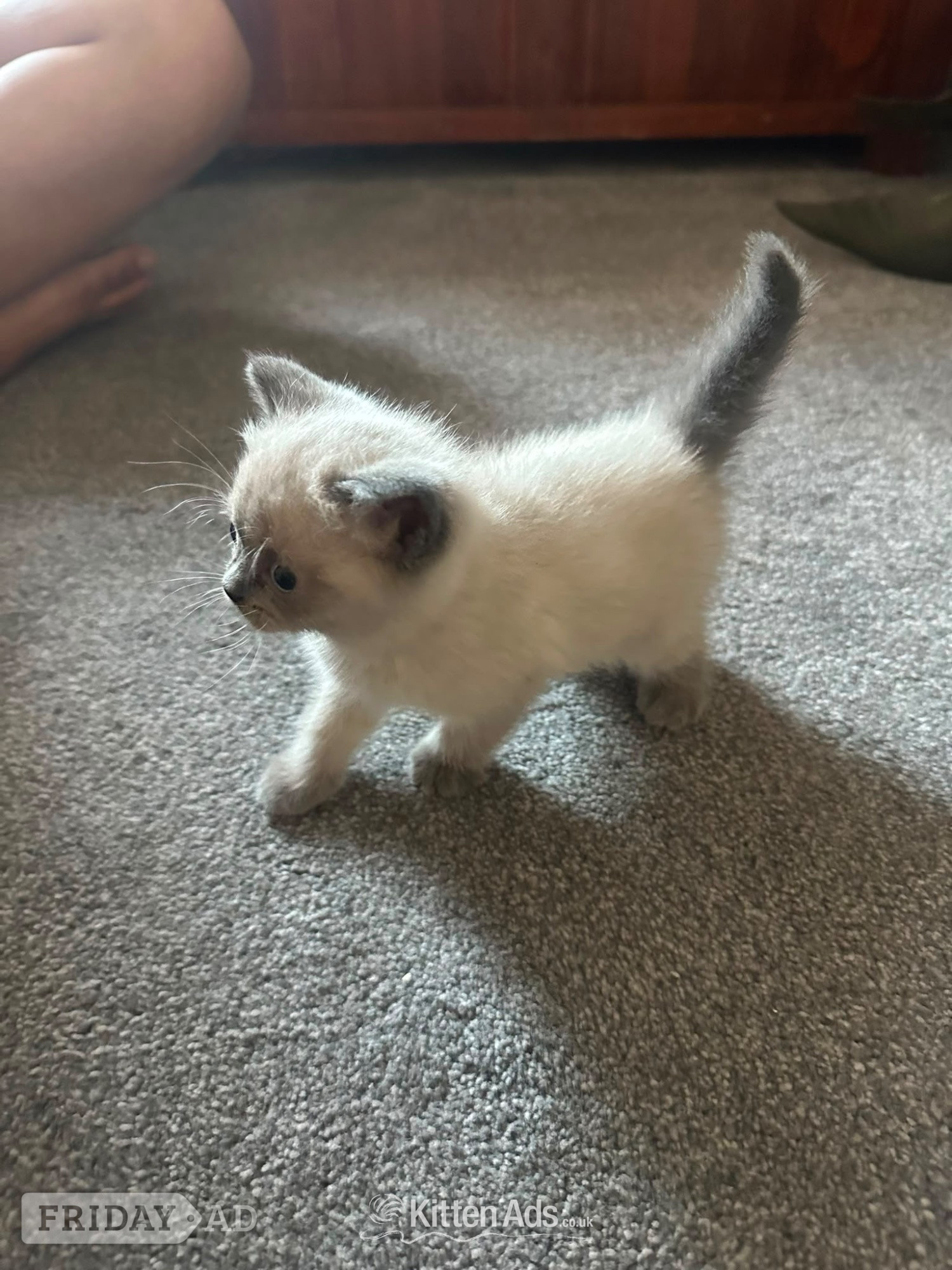 Luton British short hair cross Scottish fold Kittens for sale 