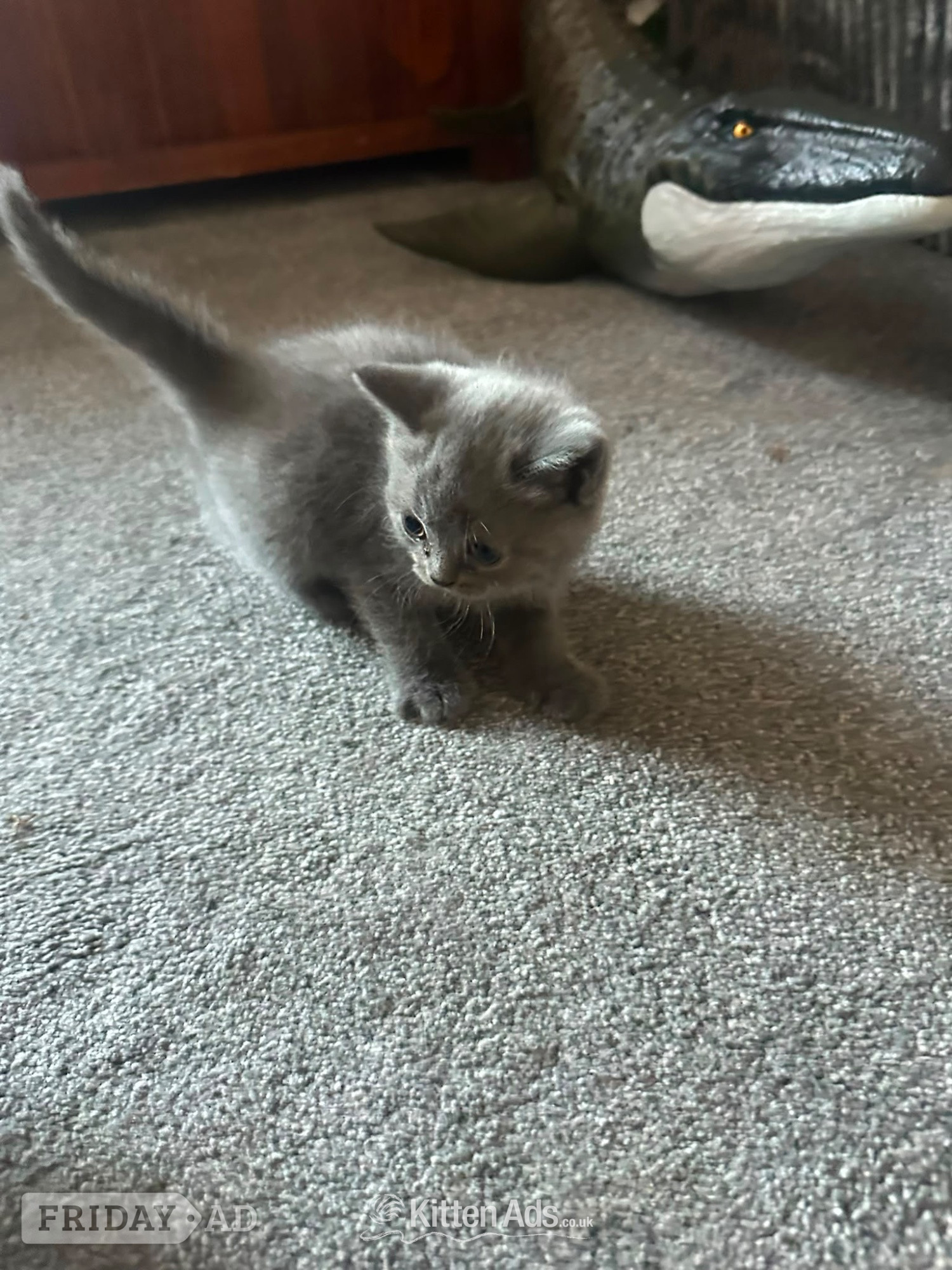 British short hair cross Scottish fold Kittens for sale  - Cats & Kittens in Luton