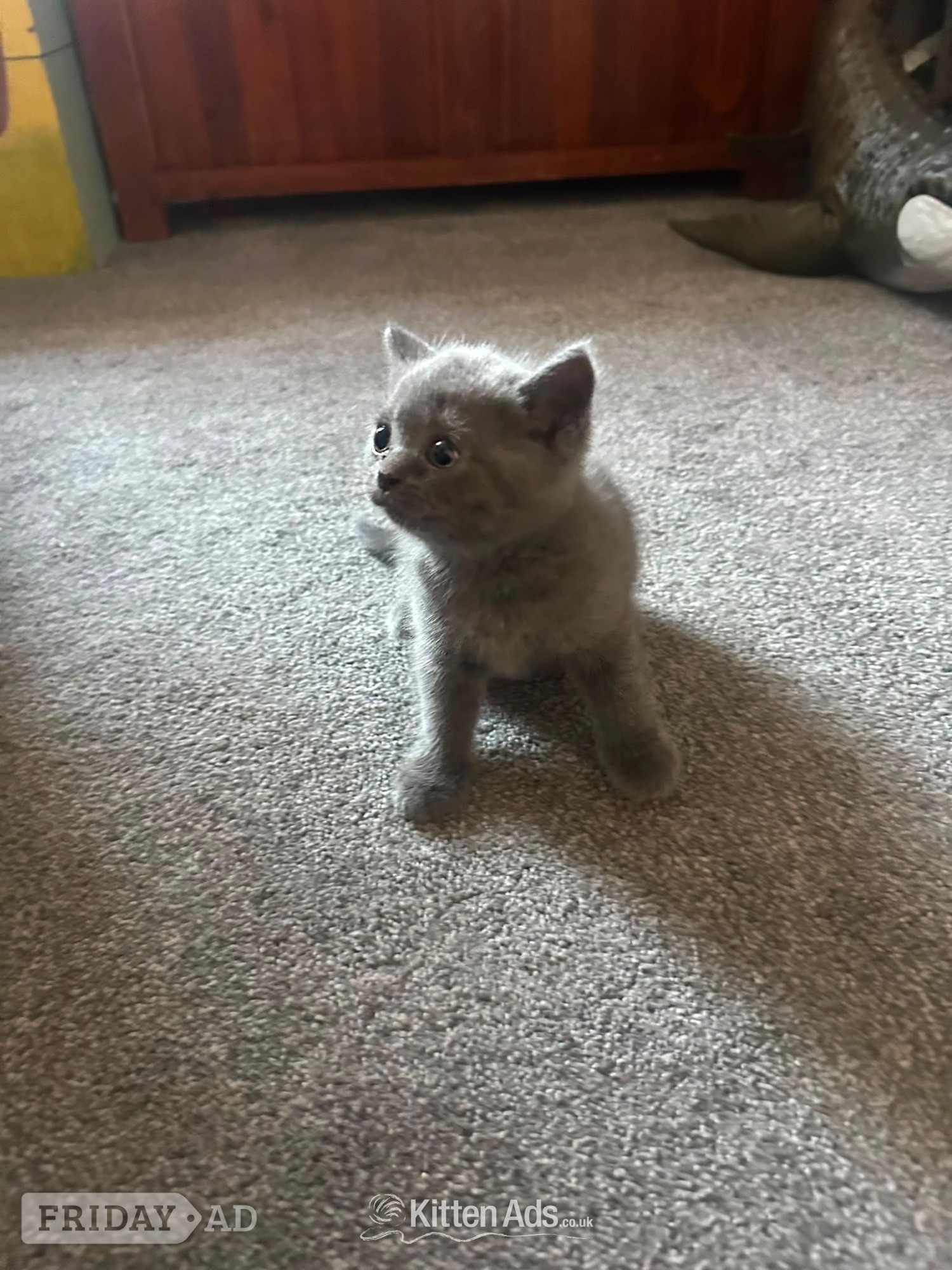 British short hair cross Scottish fold Kittens for sale  - Cats & Kittens