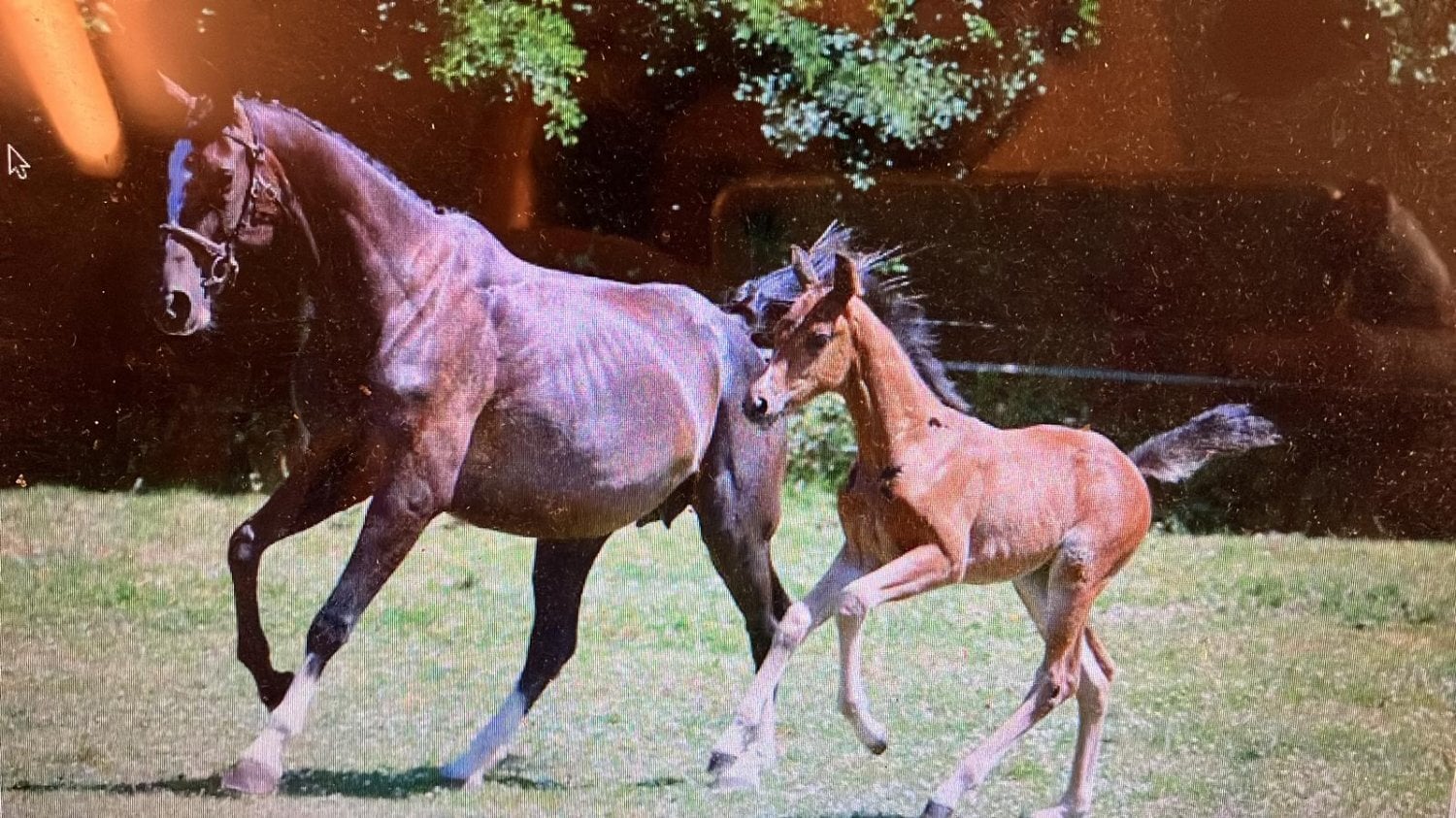 Crediton "Horse"  Mare All Rounder