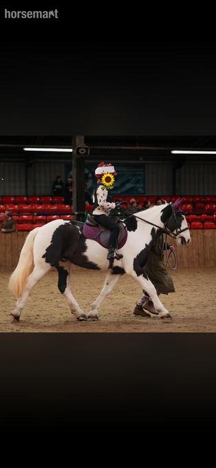  share a beautiful horse