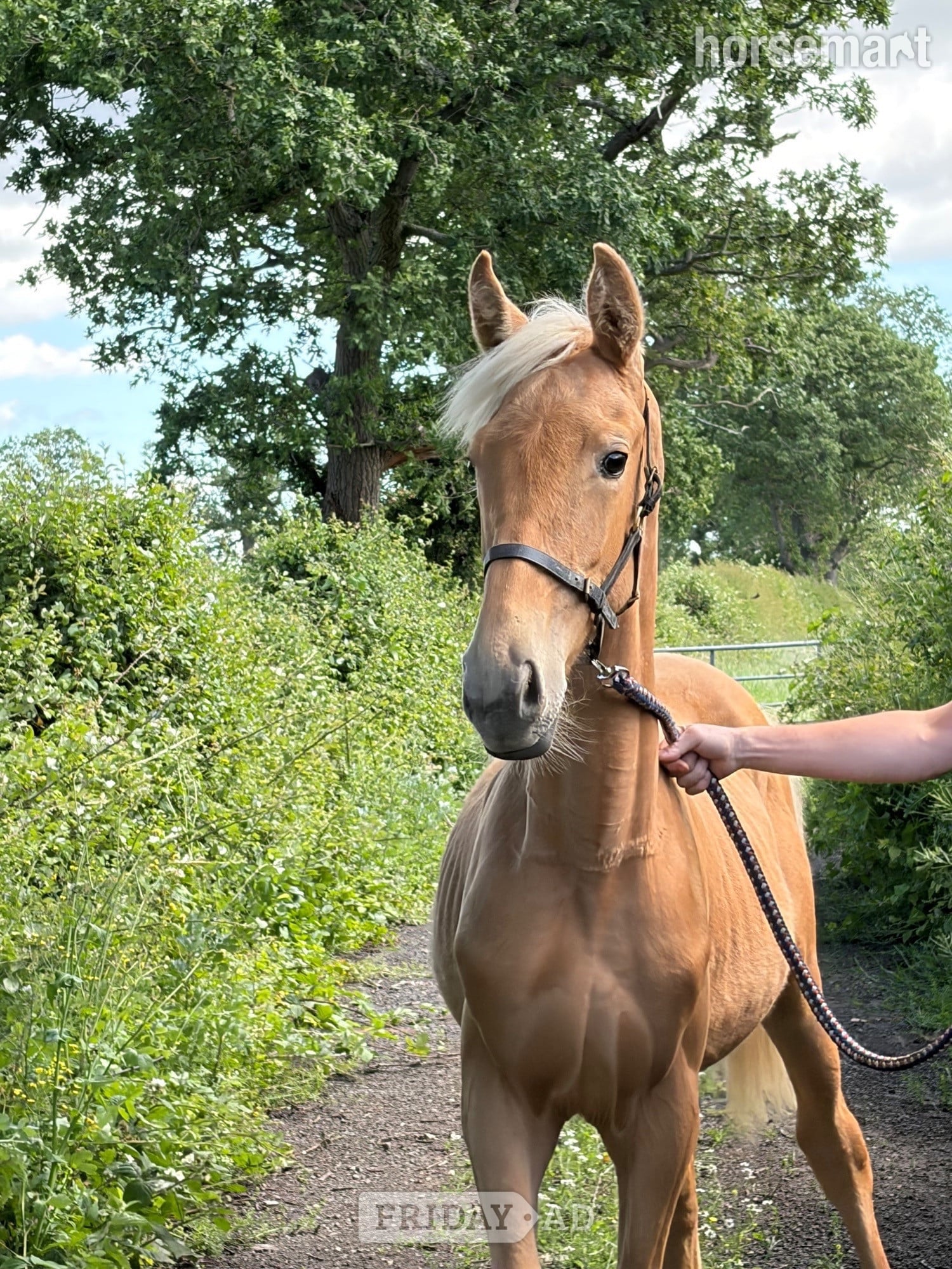 "Lemon" Palomino Filly Youngstock / Foal in Chester