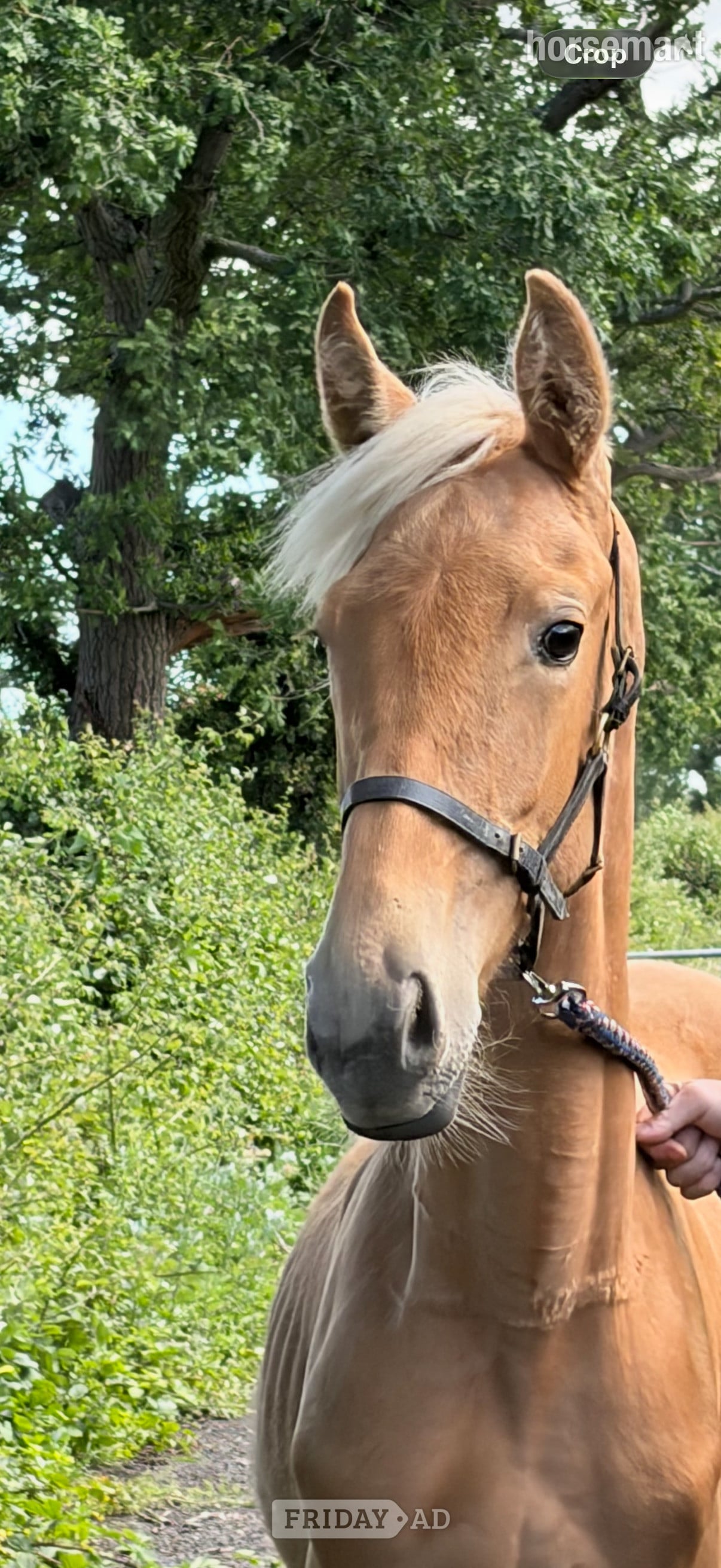 Chester "Lemon" Palomino Filly Youngstock / Foal