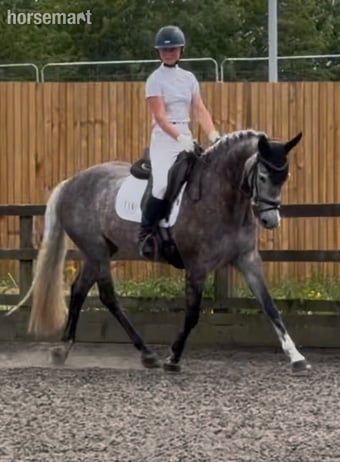 "Kardi" Iron Grey Mare Dressage Horse