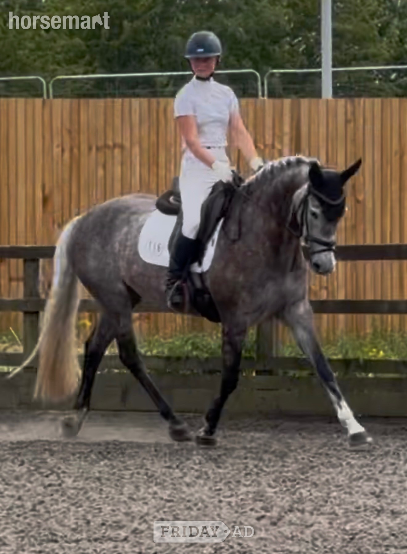 "Kardi" Iron Grey Mare Dressage Horse in Stoke