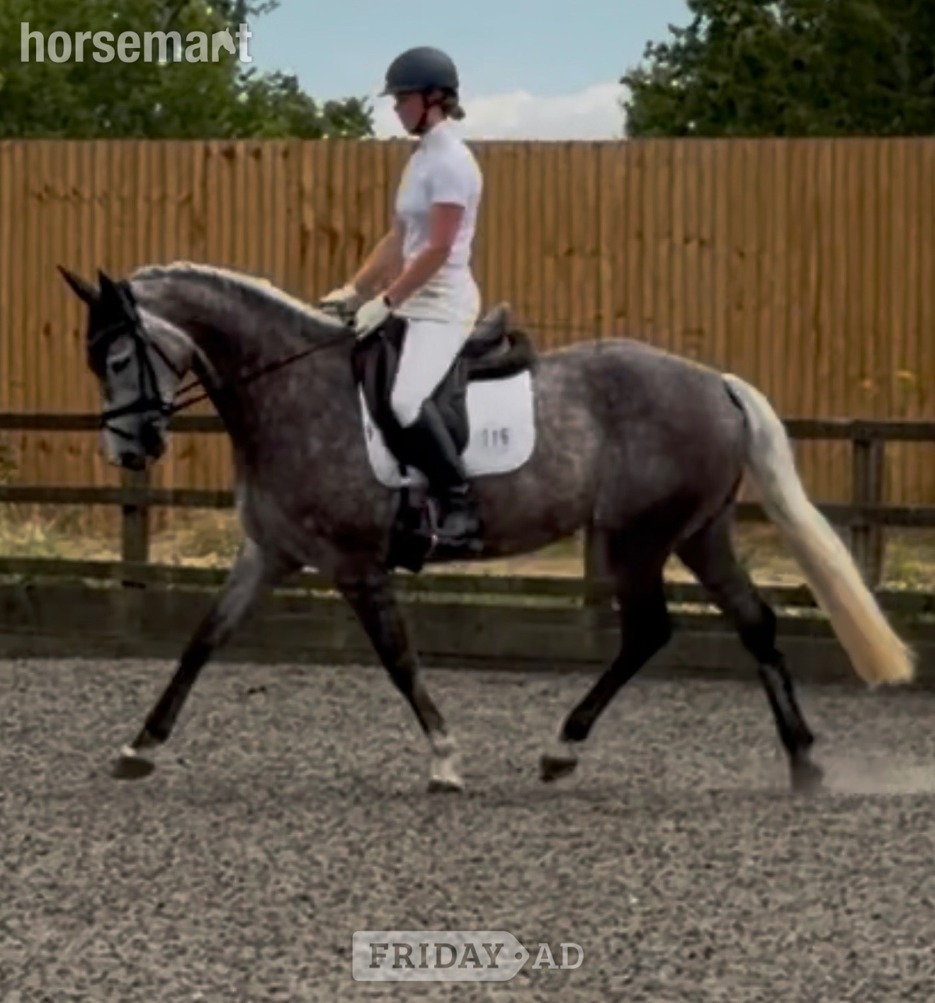 "Kardi" Iron Grey Mare Dressage Horse