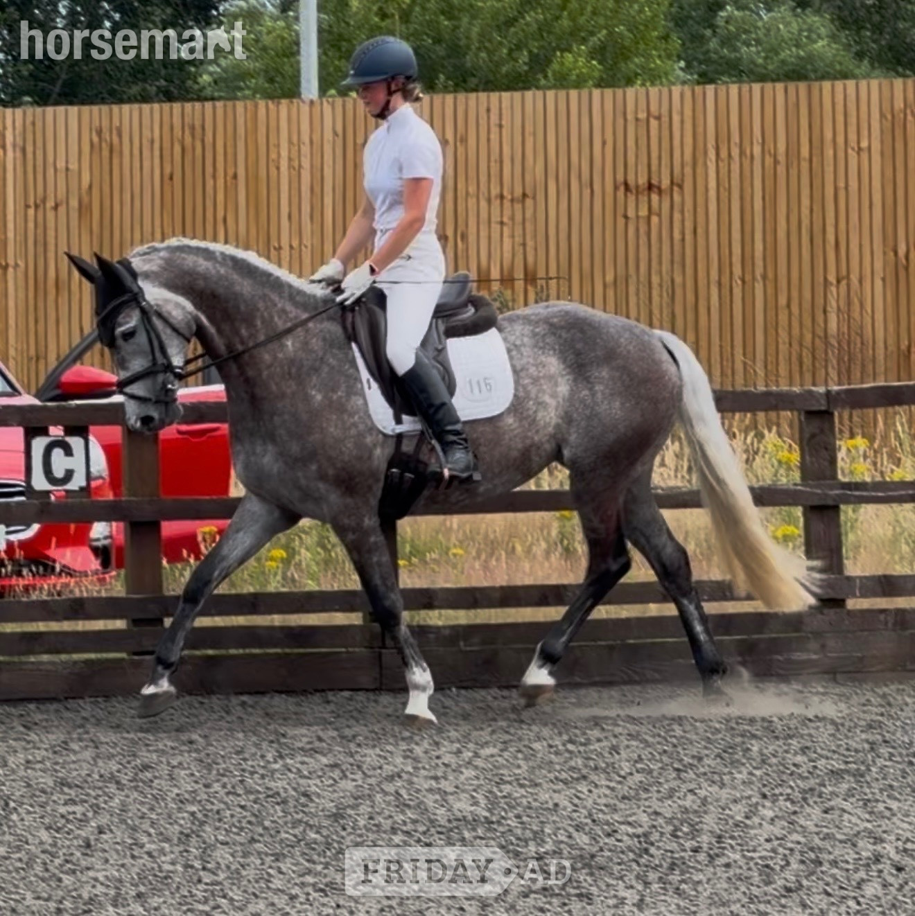Stoke "Kardi" Iron Grey Mare Dressage Horse