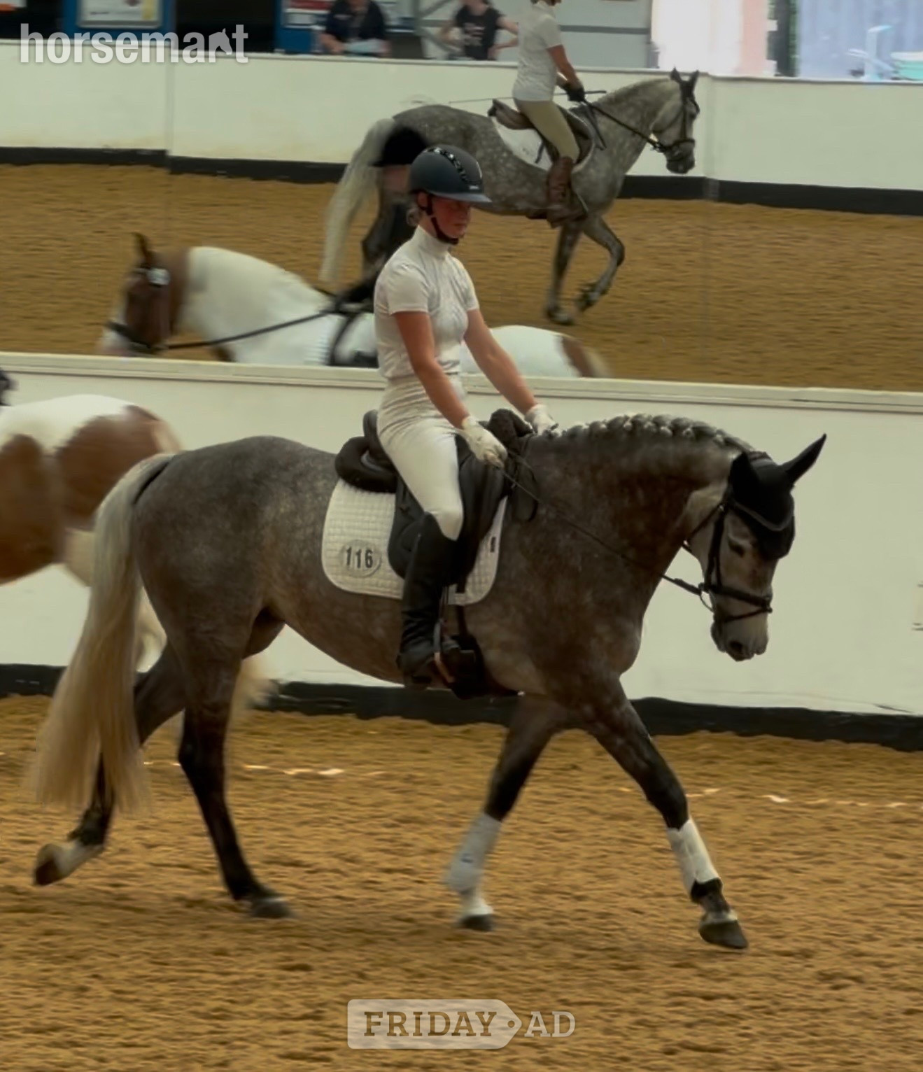 "Kardi" Iron Grey Mare Dressage Horse - Horses in Stoke