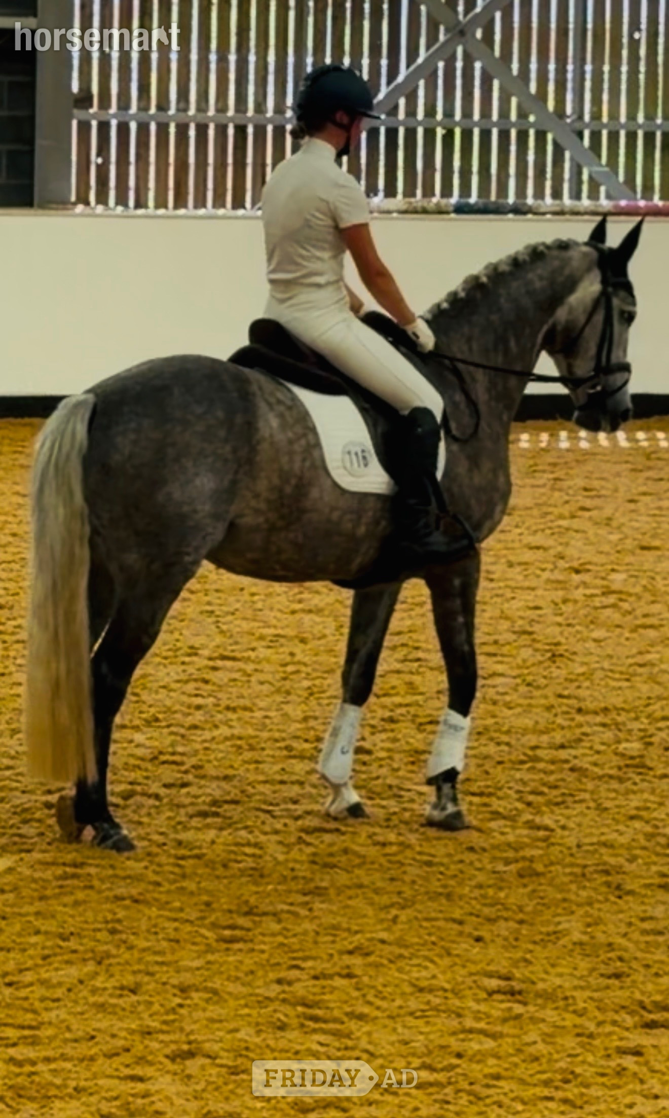 "Kardi" Iron Grey Mare Dressage Horse - Horses