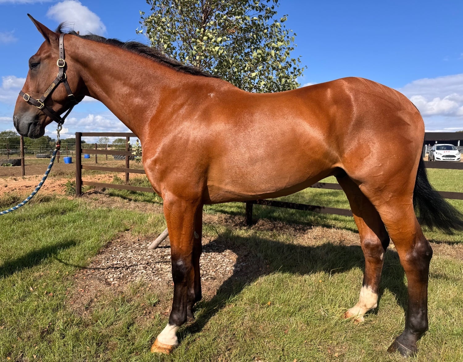 "Percy" Bay Gelding All Rounder