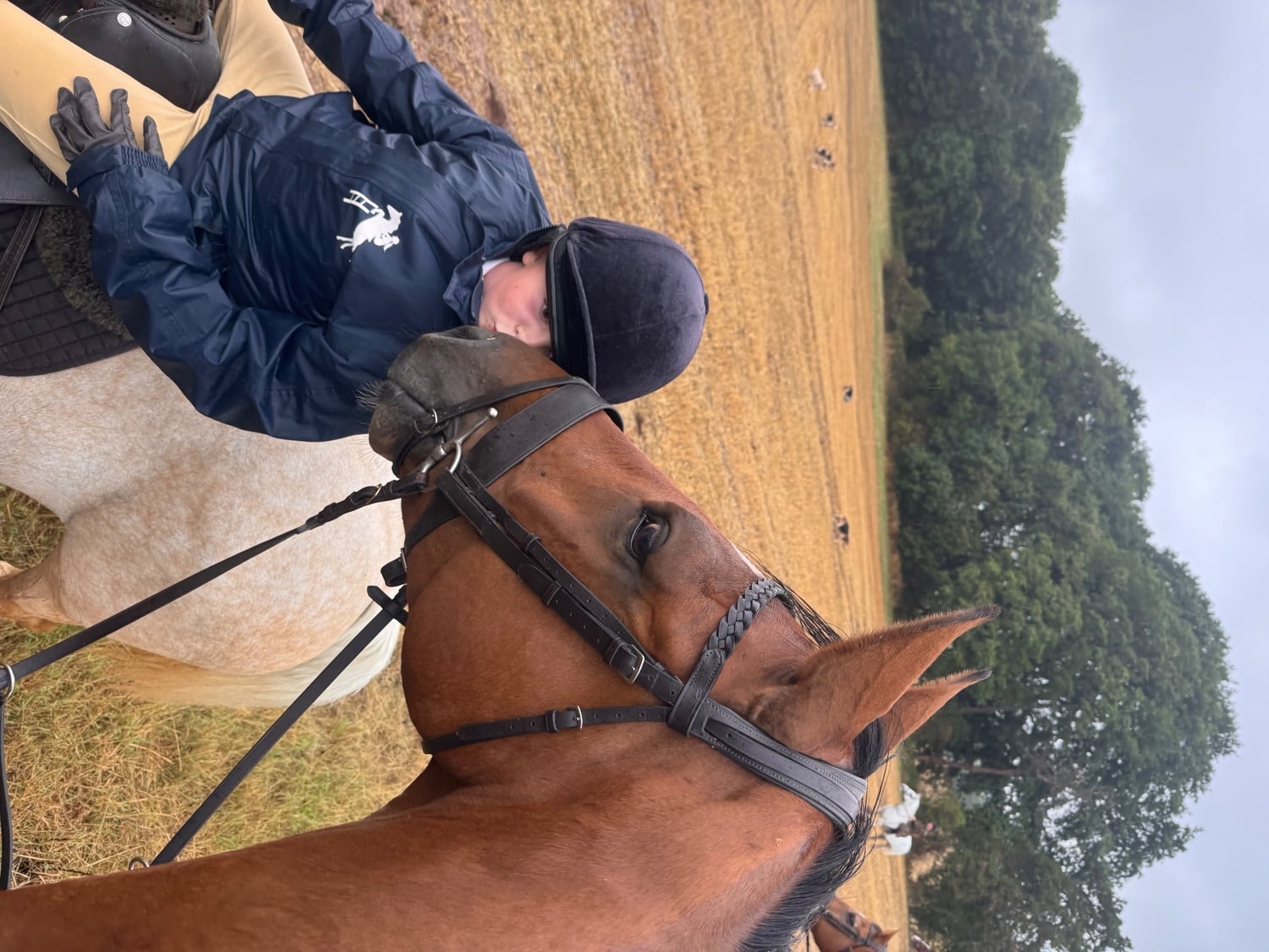 Melton Mowbray "Percy" Bay Gelding All Rounder