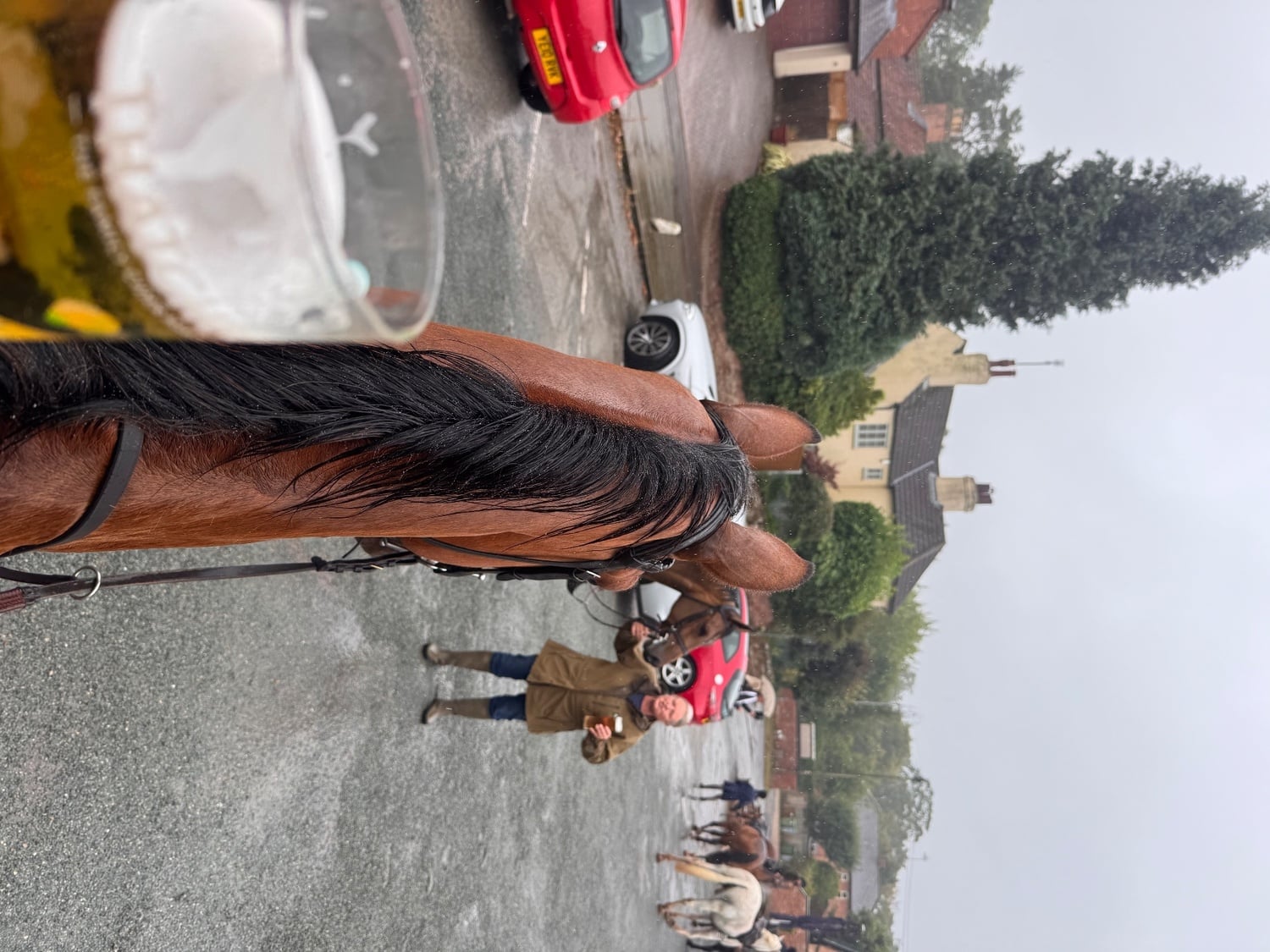 "Percy" Bay Gelding All Rounder - Horses in Melton Mowbray