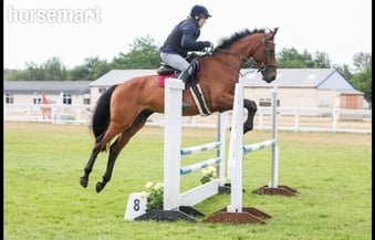"Diesel" Bay Gelding All Rounder
