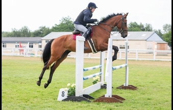 "Diesel" Bay Gelding All Rounder