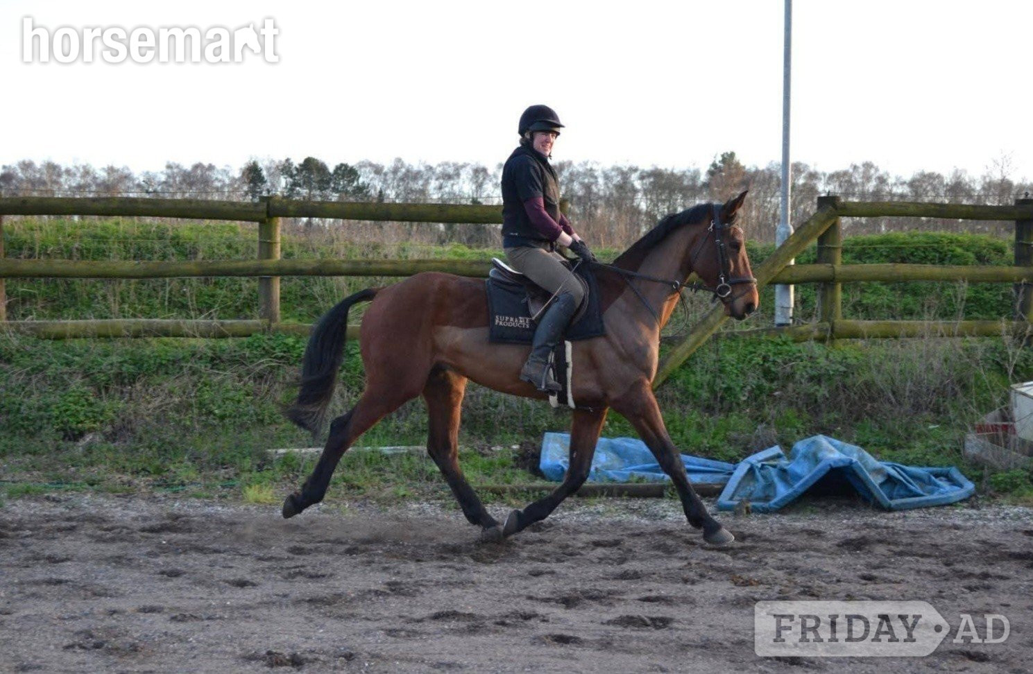 "Diesel" Bay Gelding All Rounder - 