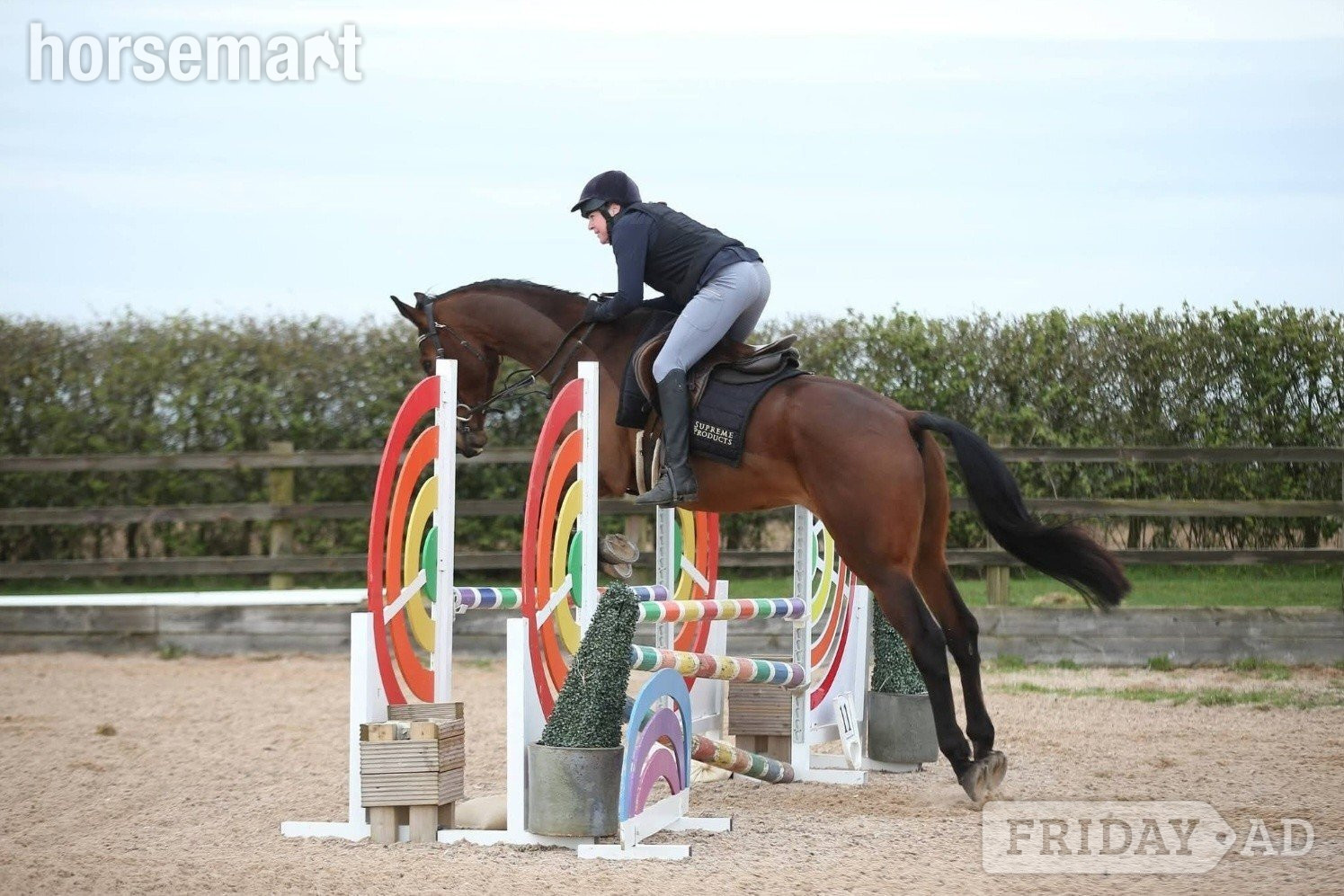 King's Lynn "Diesel" Bay Gelding All Rounder