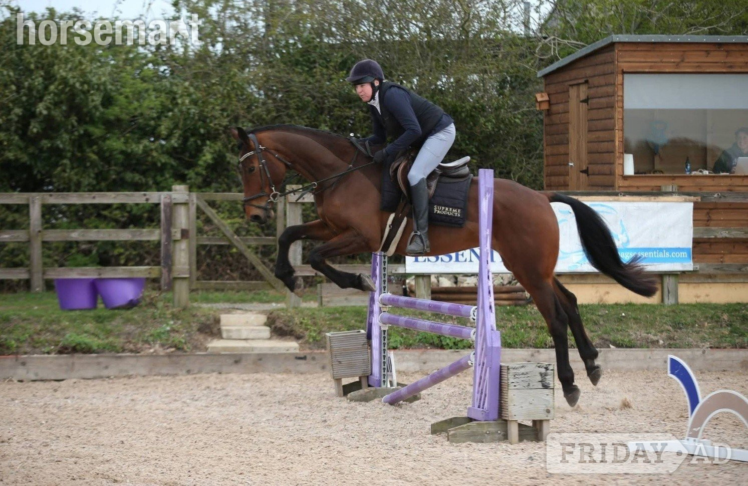 "Diesel" Bay Gelding All Rounder -  in King's Lynn