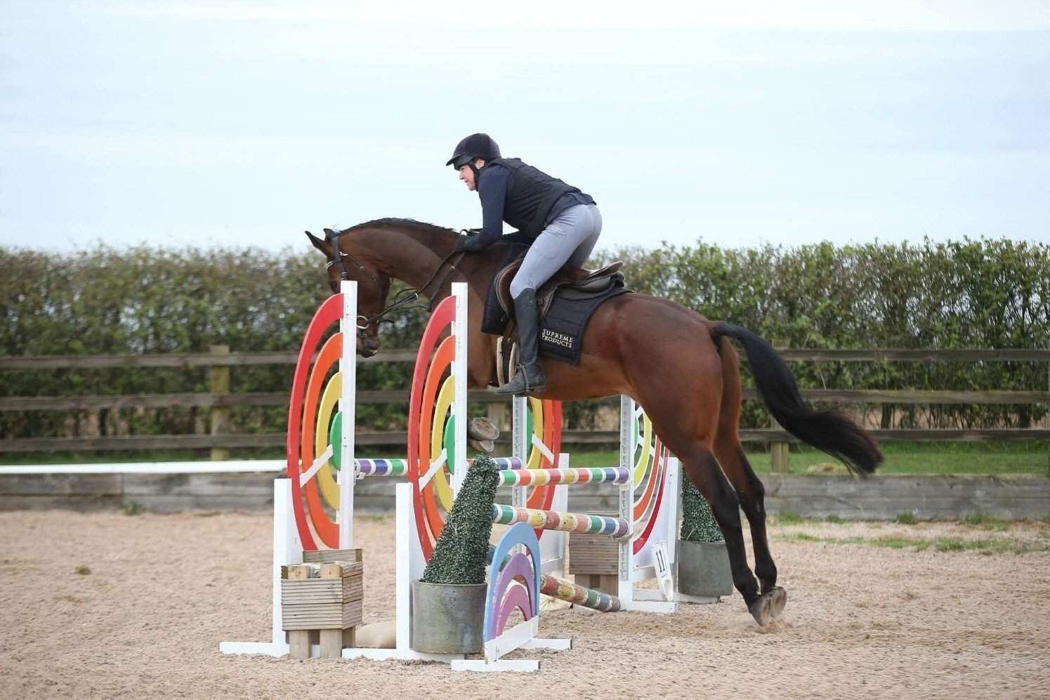 King's Lynn "Diesel" Bay Gelding All Rounder