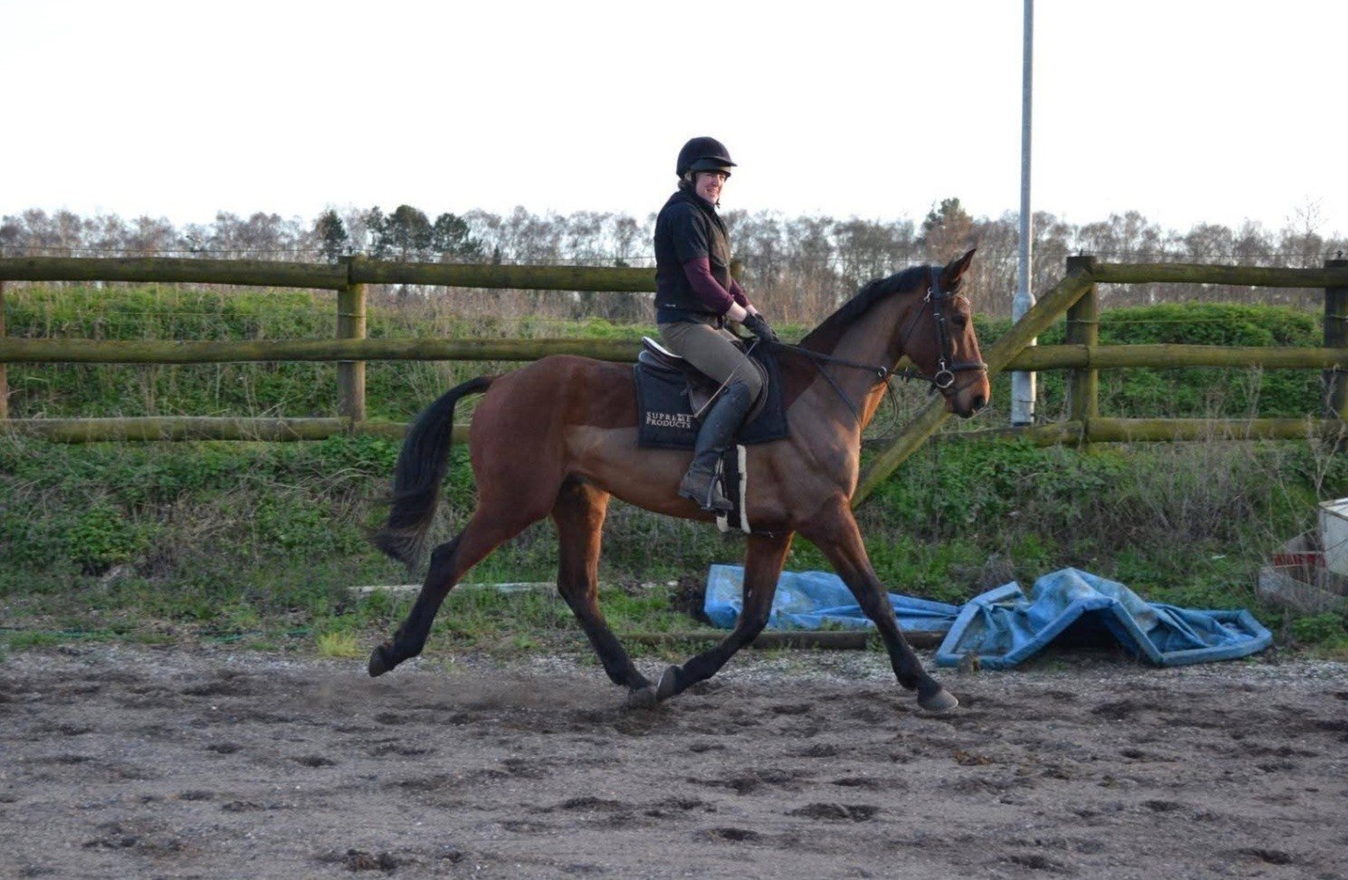 "Diesel" Bay Gelding All Rounder - Horses