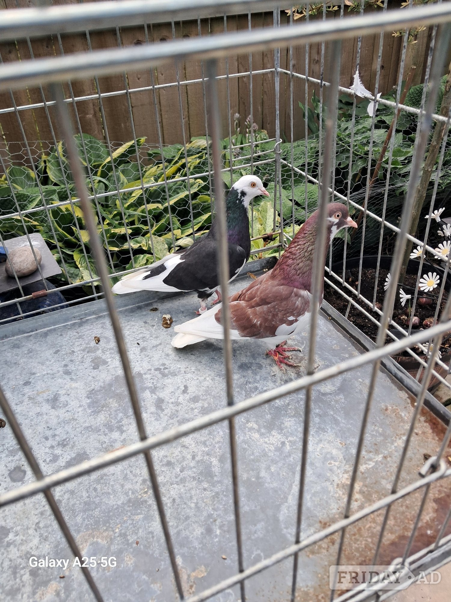  Pairs of Birmingham rollers - Birds in Hebburn