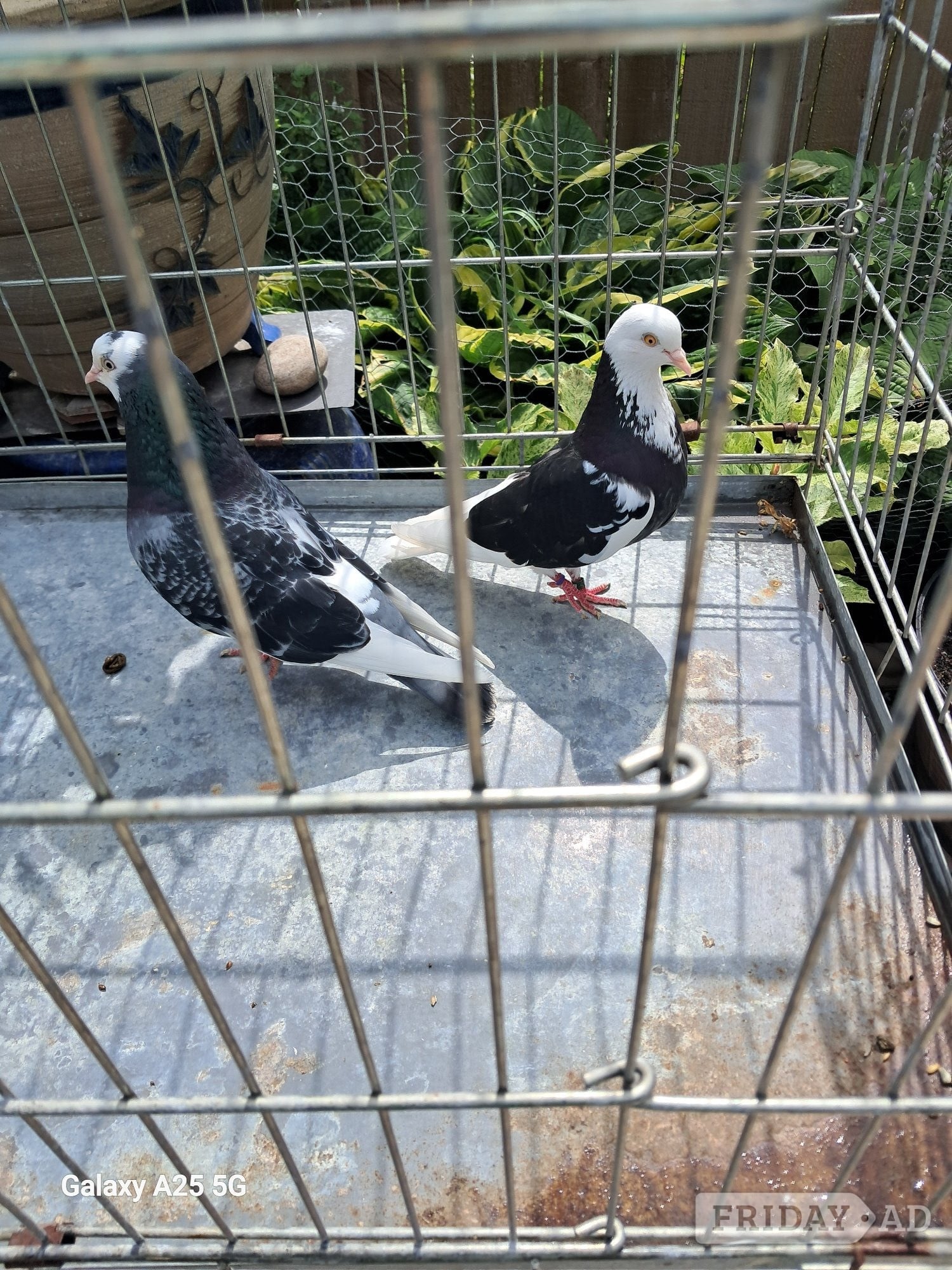  Pairs of Birmingham rollers - Birds