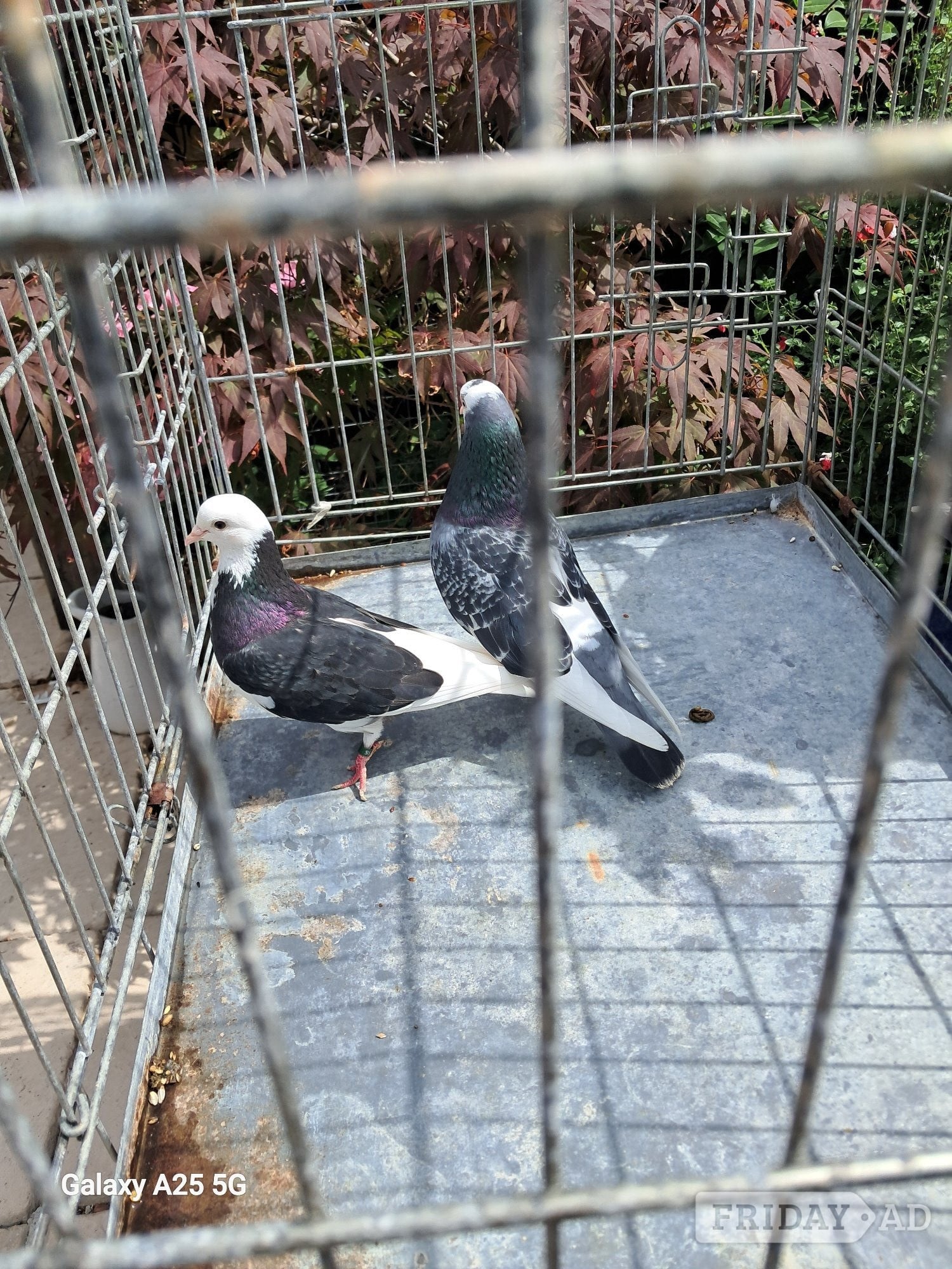  Pairs of Birmingham rollers - Birds in Hebburn