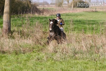"Tess" Chocolate Dun Mare Pony Club Pony
